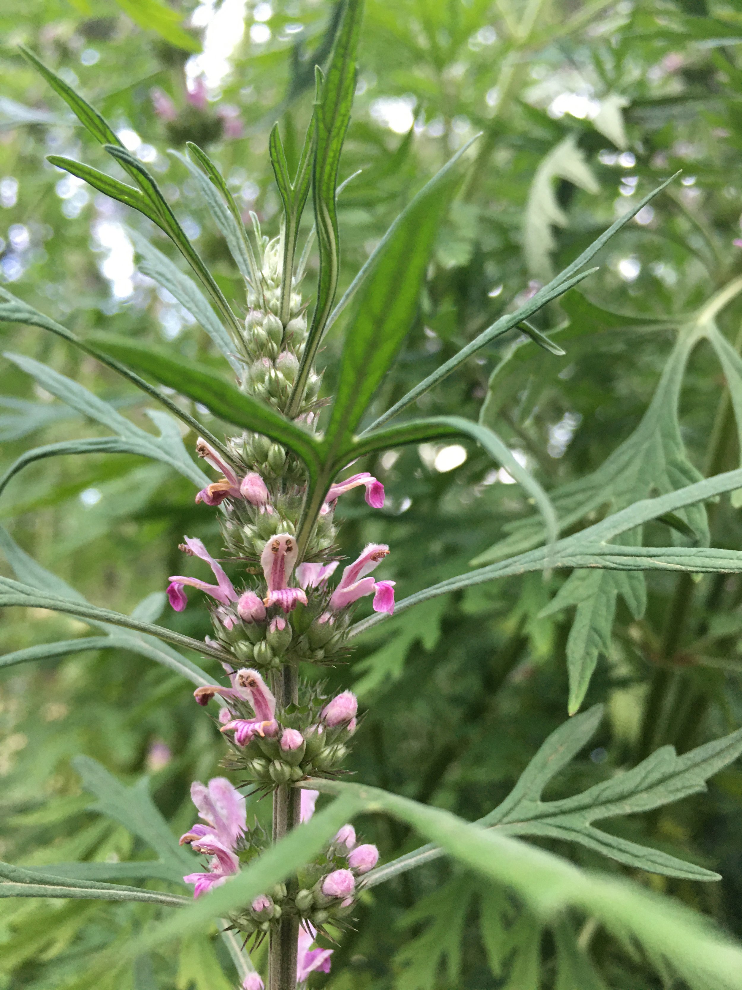 Siberian Motherwort Seeds