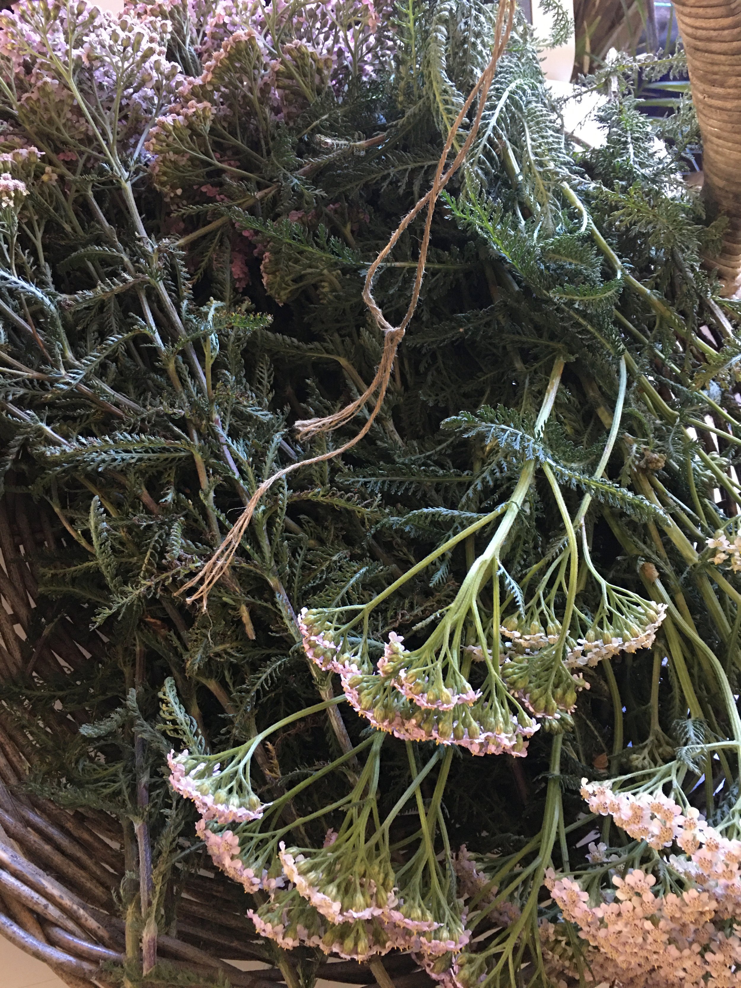 Yarrow (Pink) Seeds