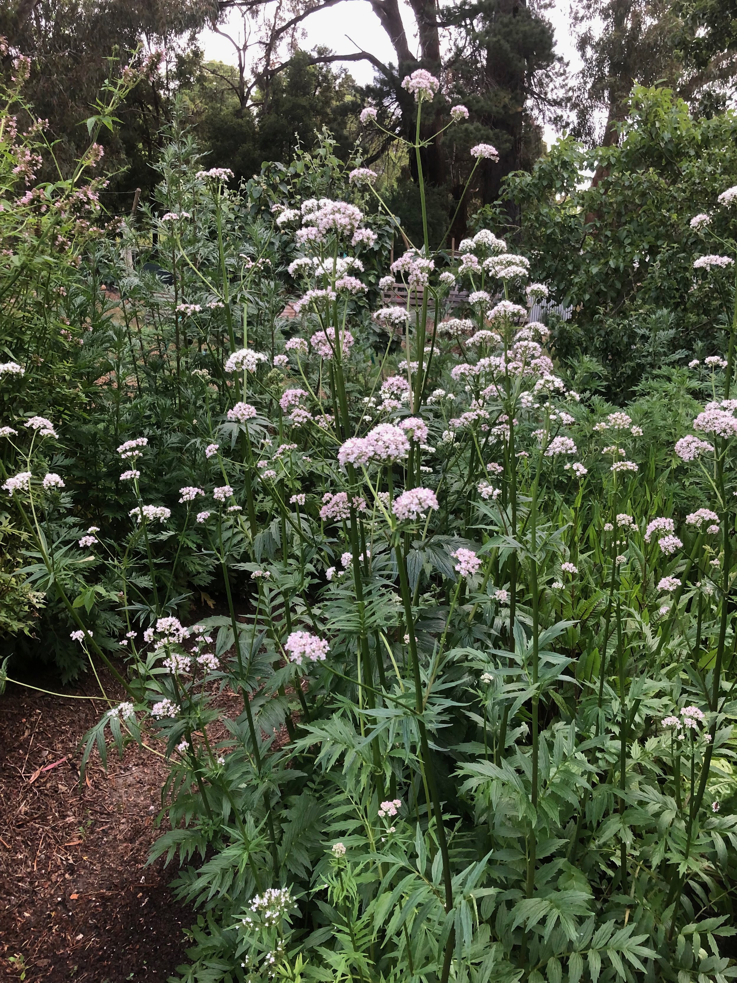Valerian Seeds