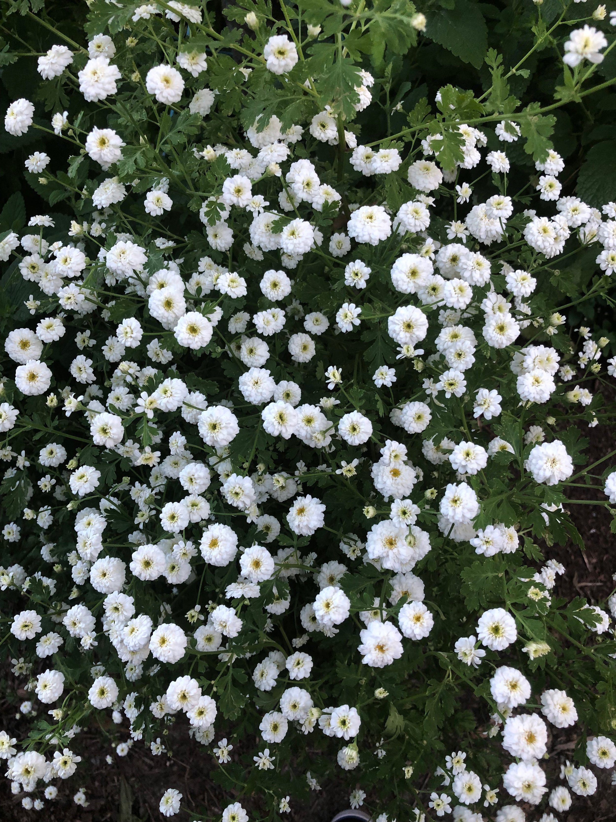 IMG_2090.jpeg