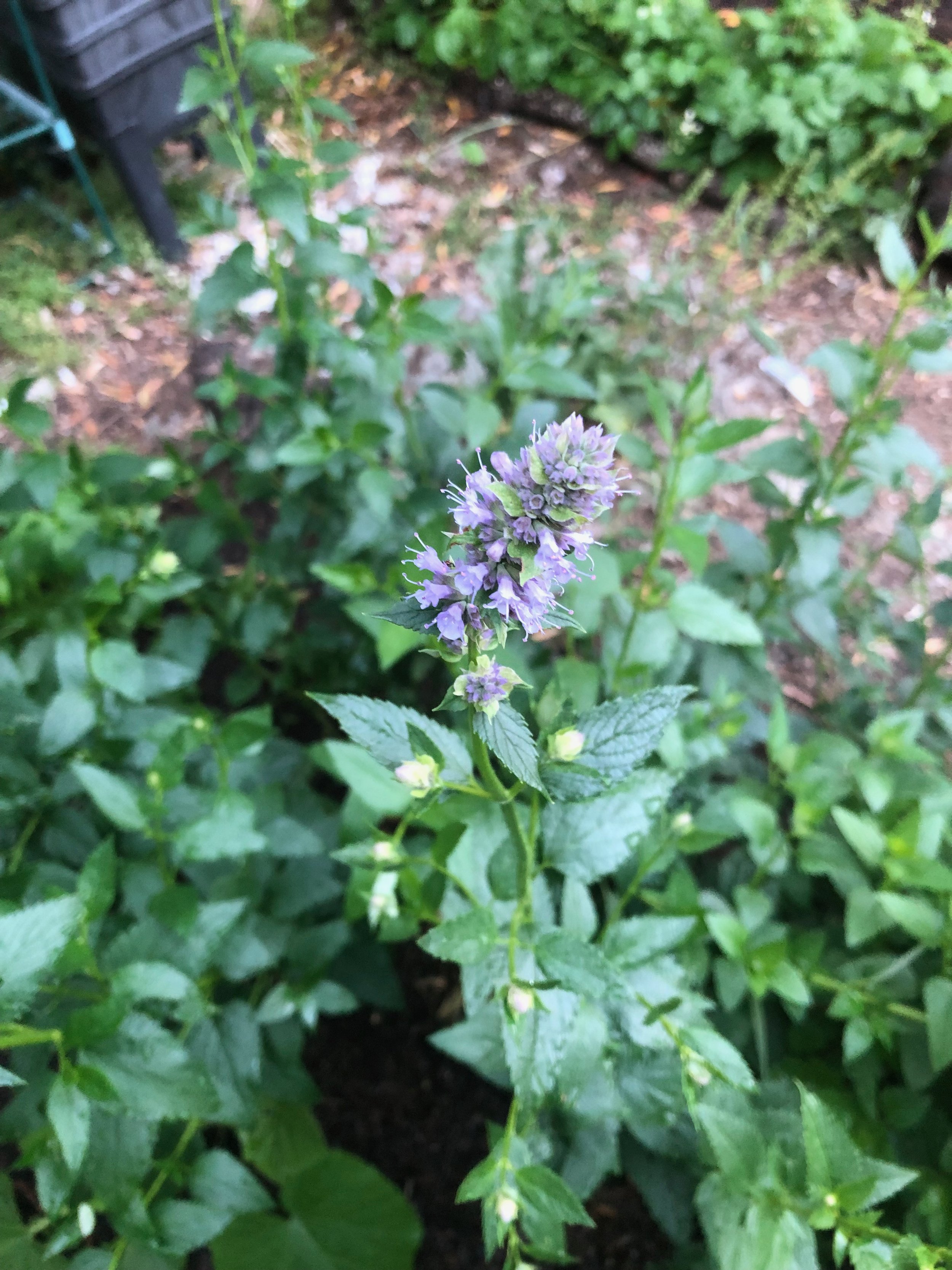 Korean Mint Seeds