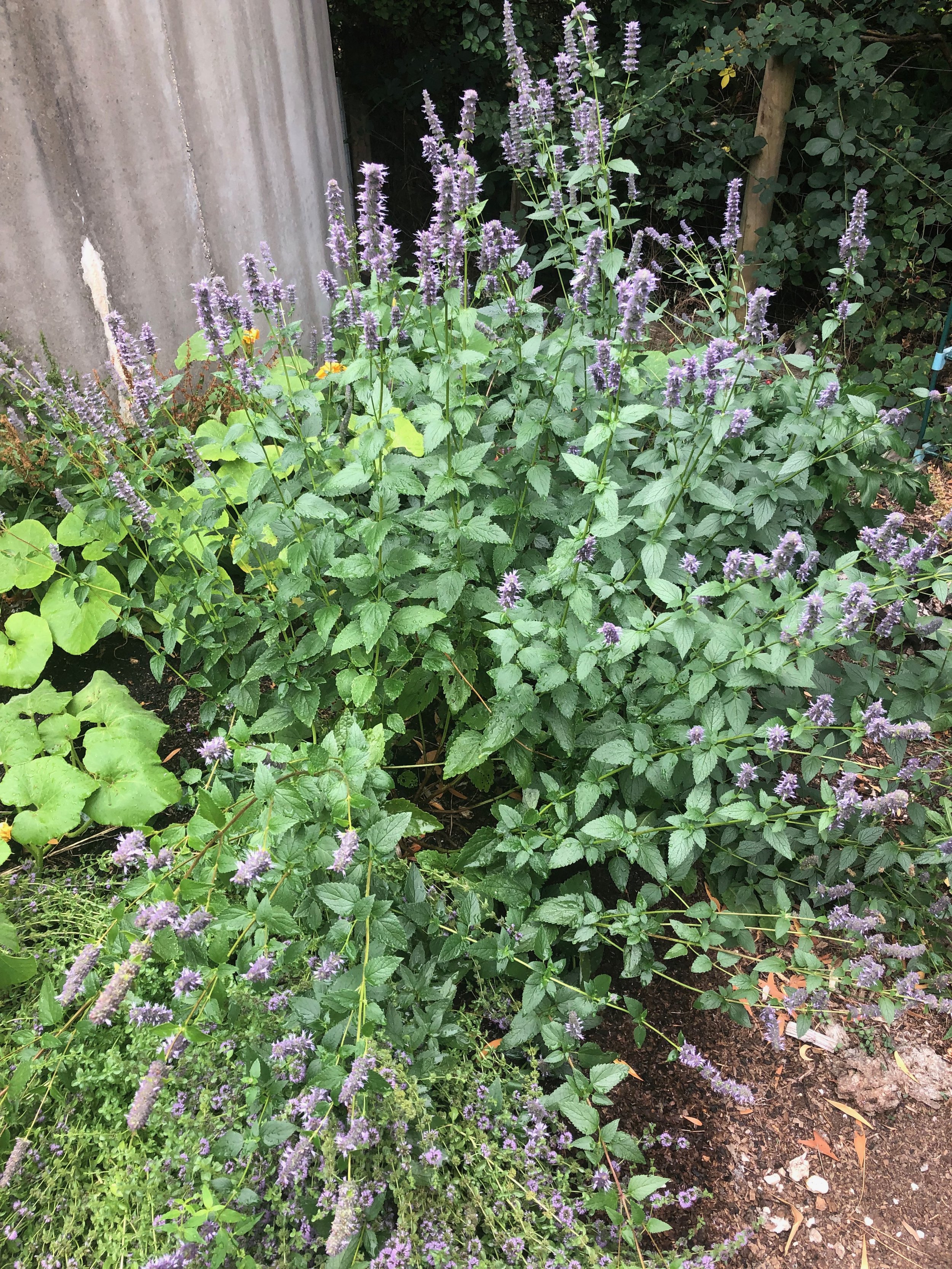IMG_2425.jpeg