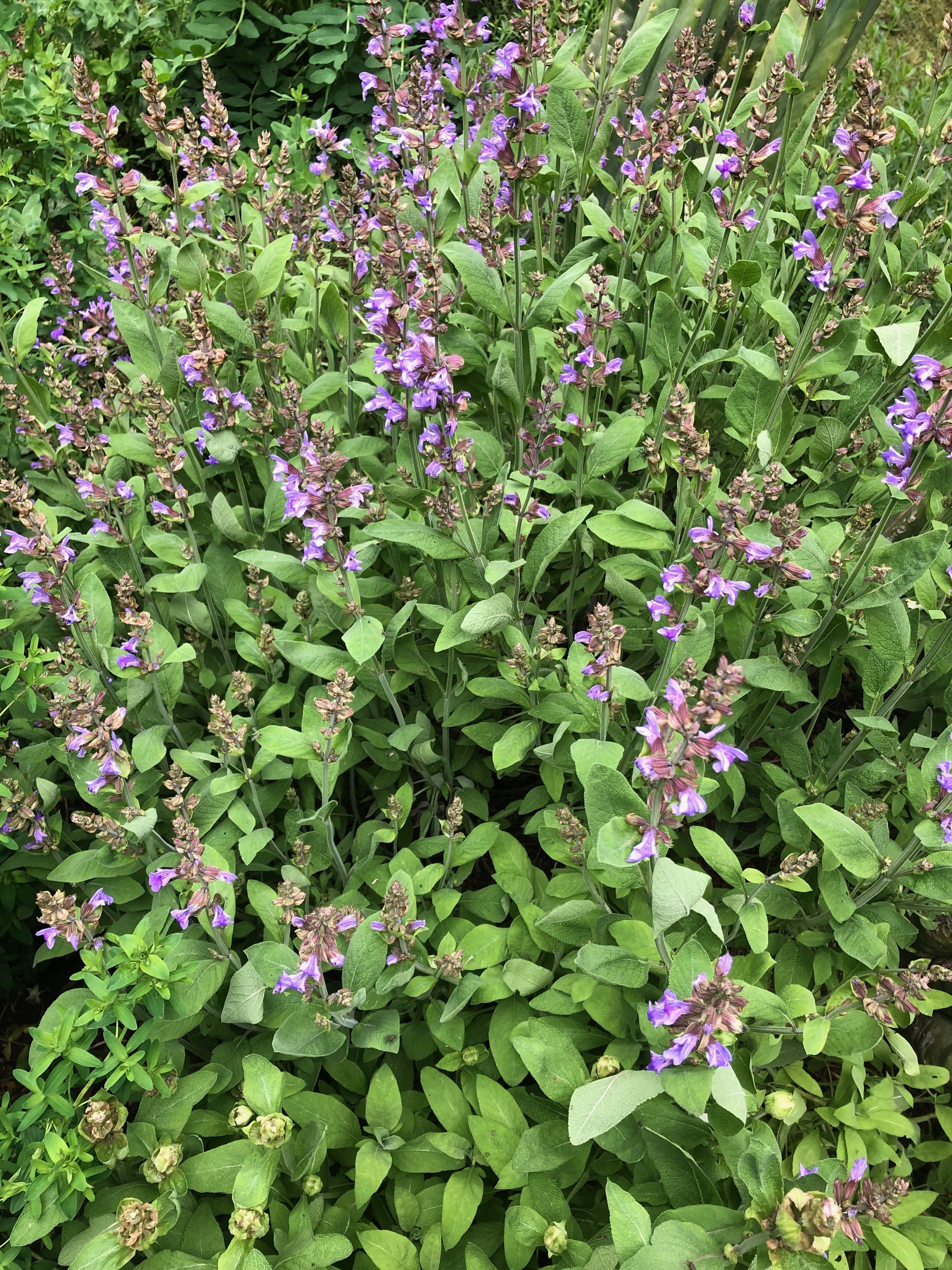 Sage (Garden) Seeds