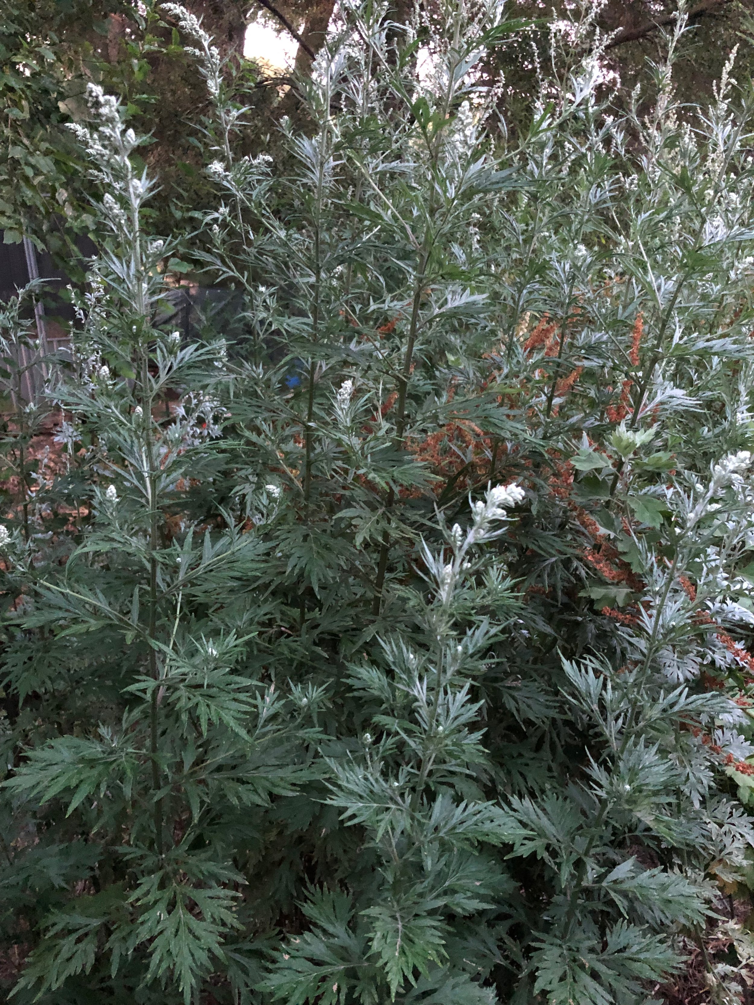 Mugwort Seeds