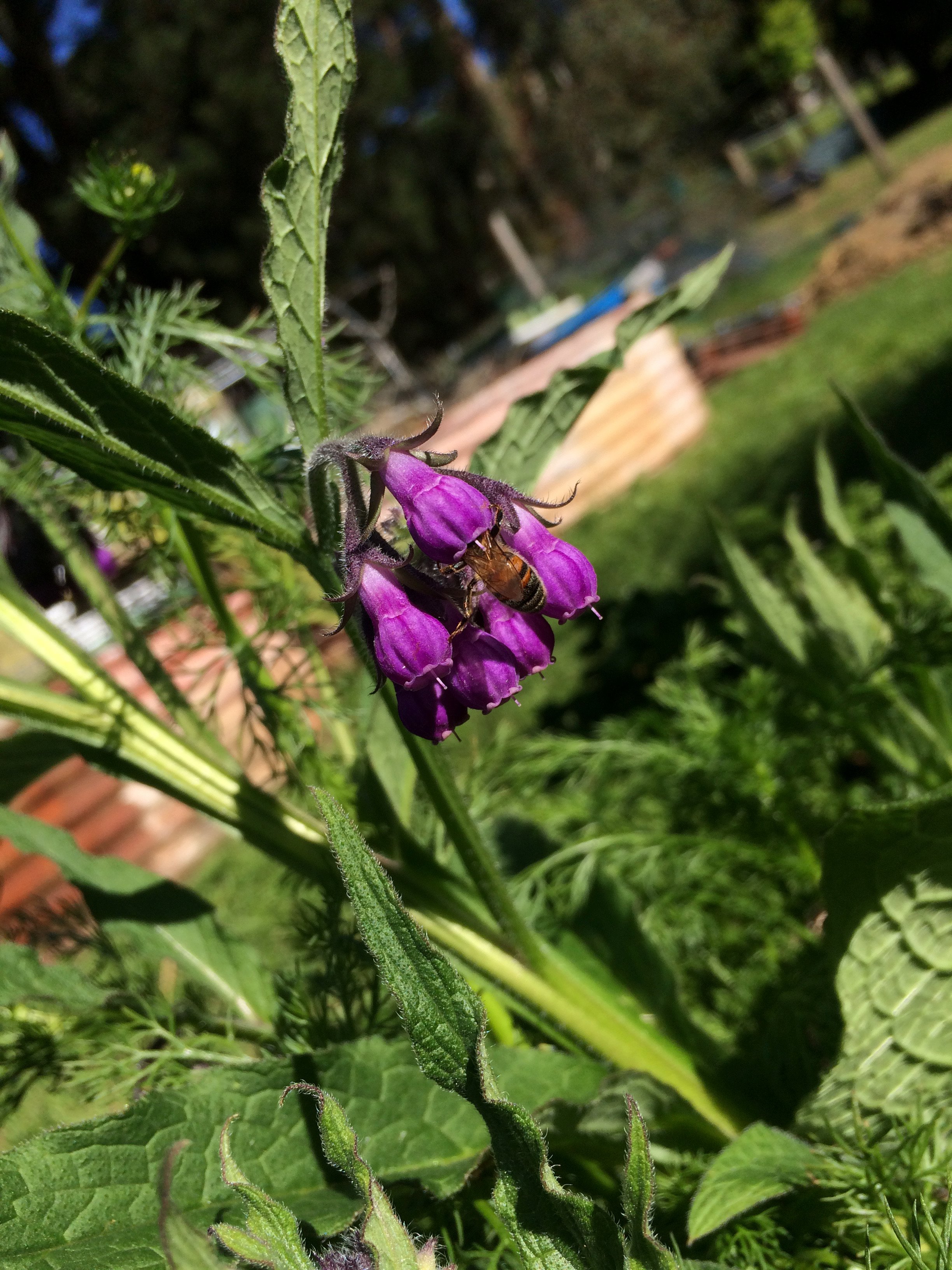IMG_0031.jpeg