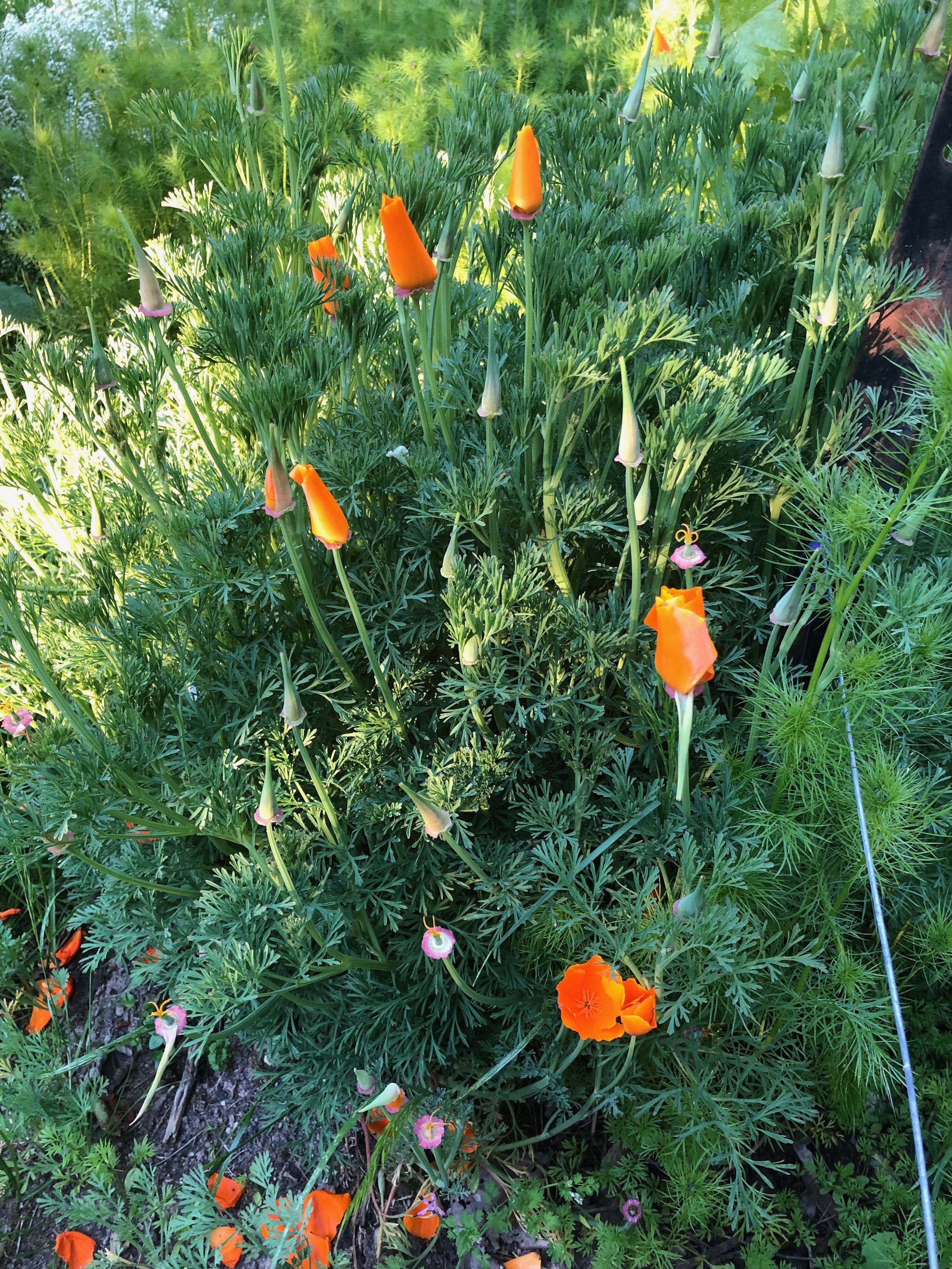 California Poppy Seeds