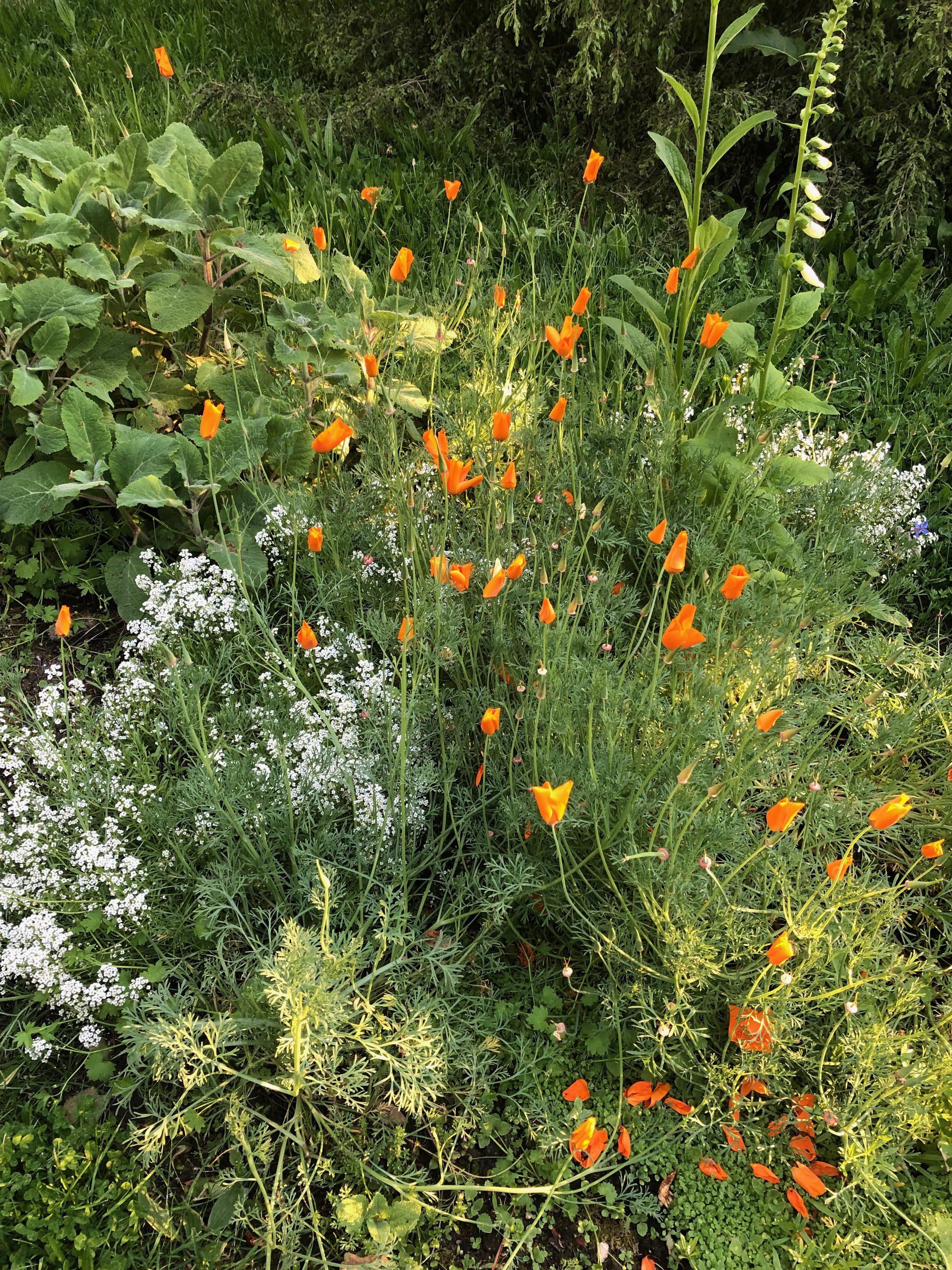 IMG_1850.jpeg