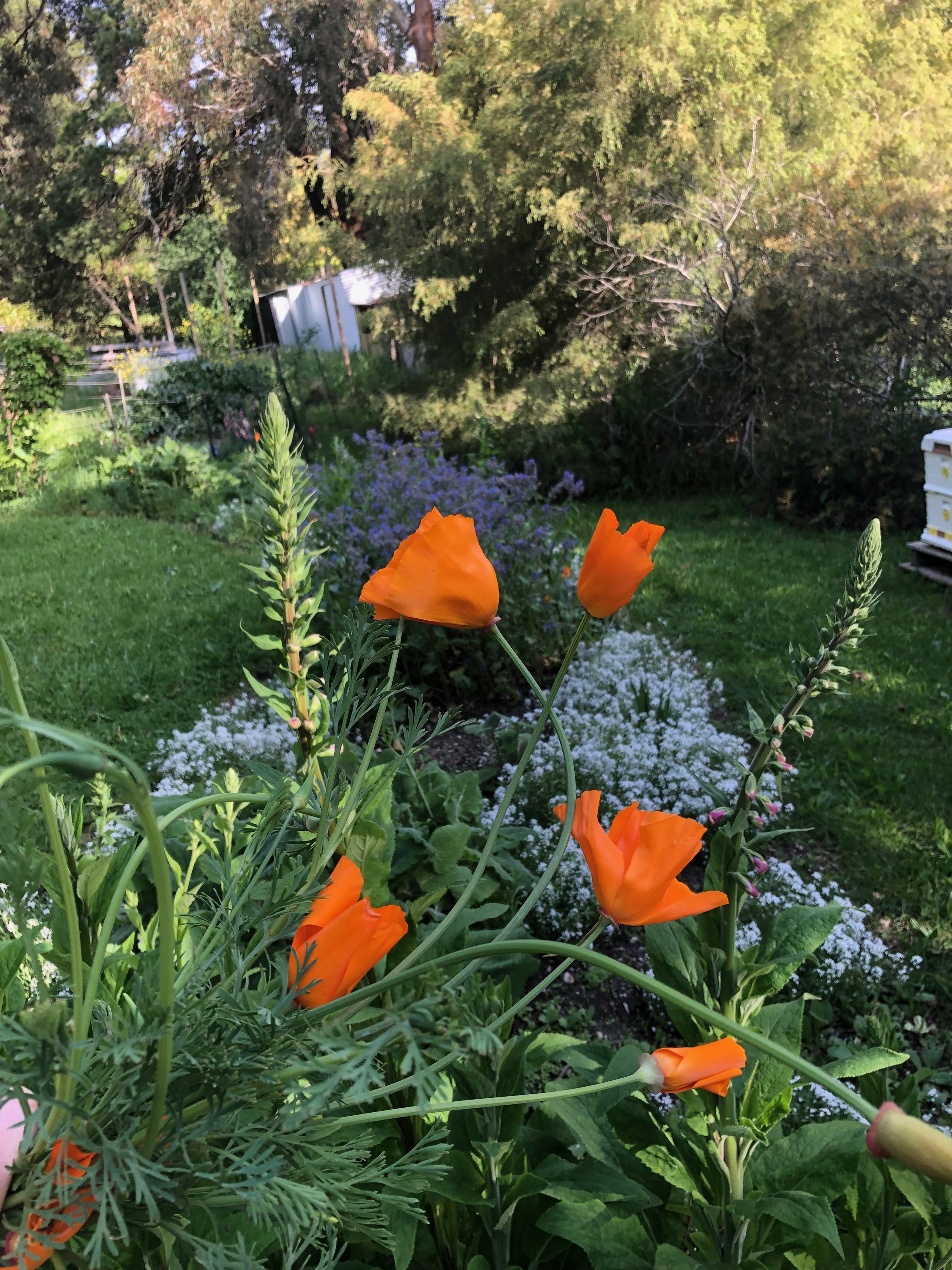 IMG_1752.jpeg
