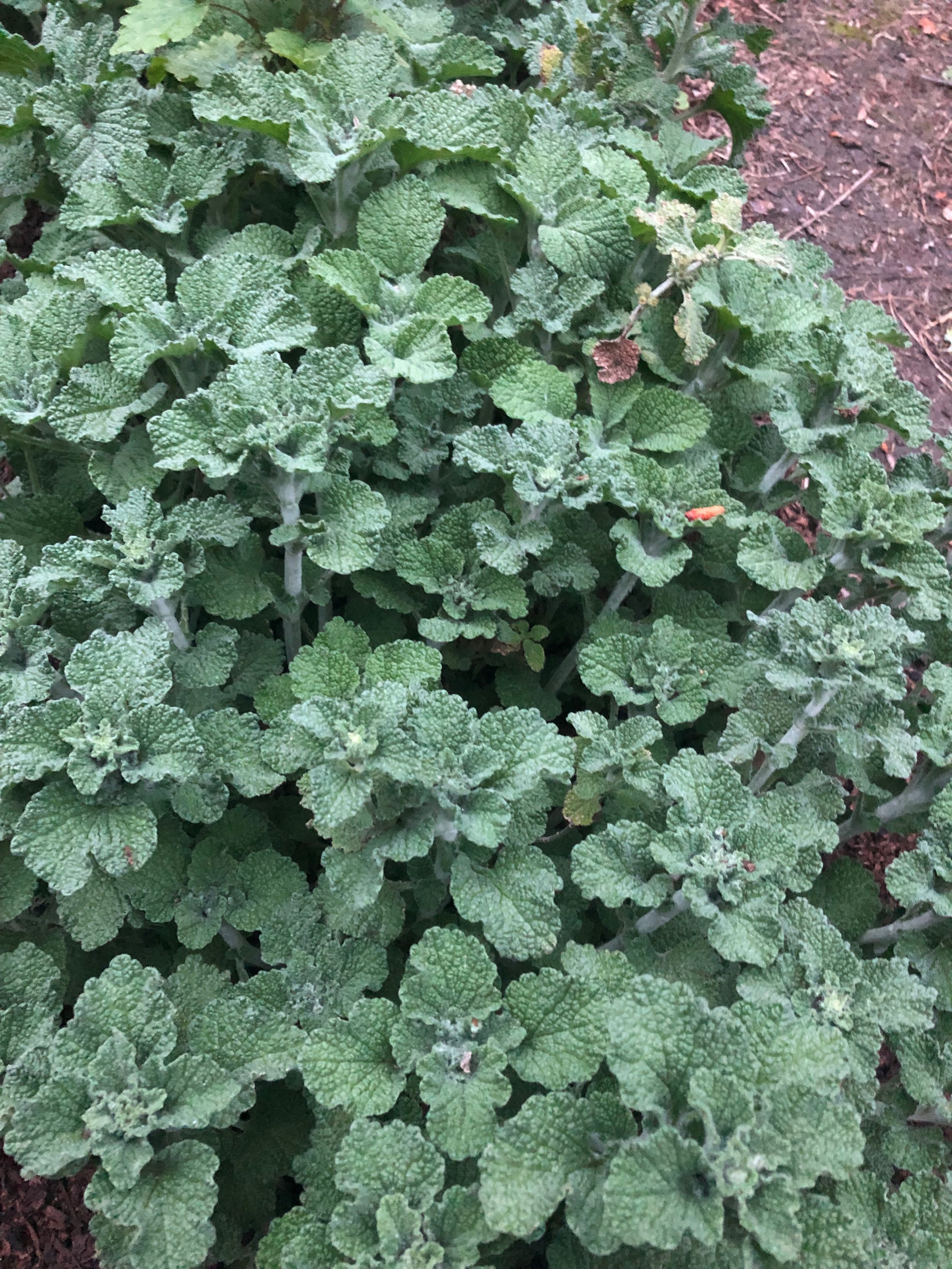White Horehound Seeds