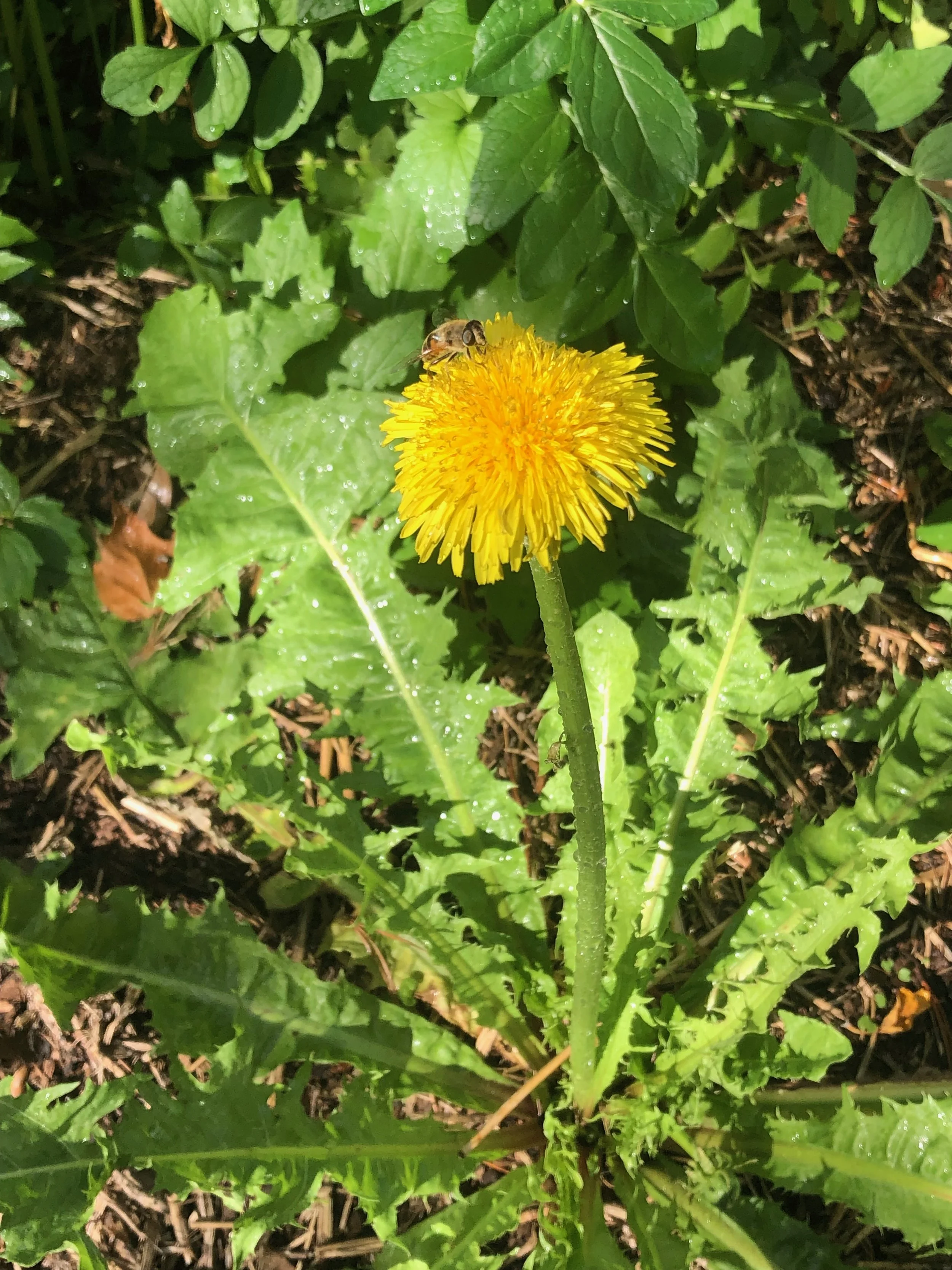 dandelion herb