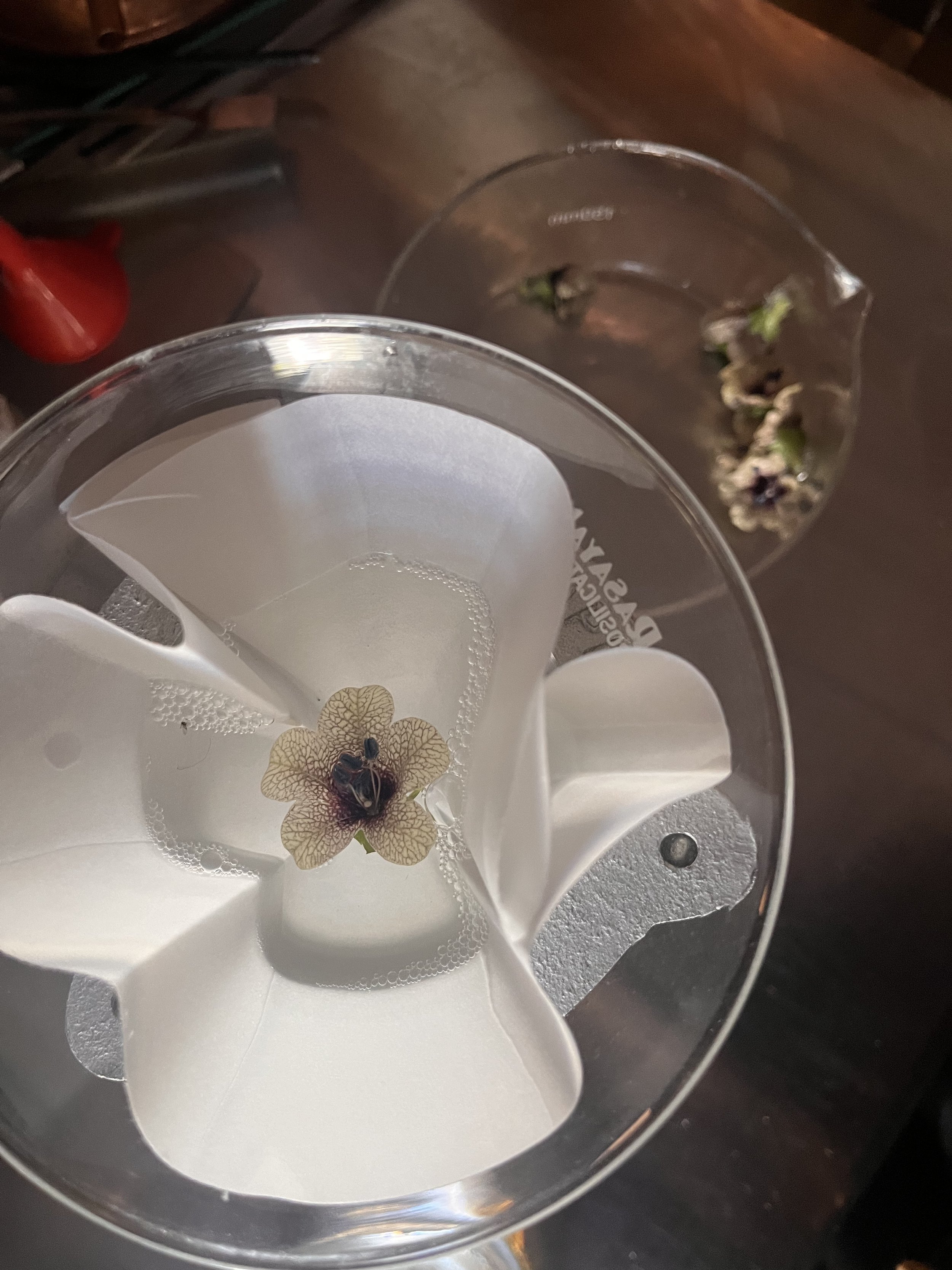 henbane_FE_WS24_2.jpeg