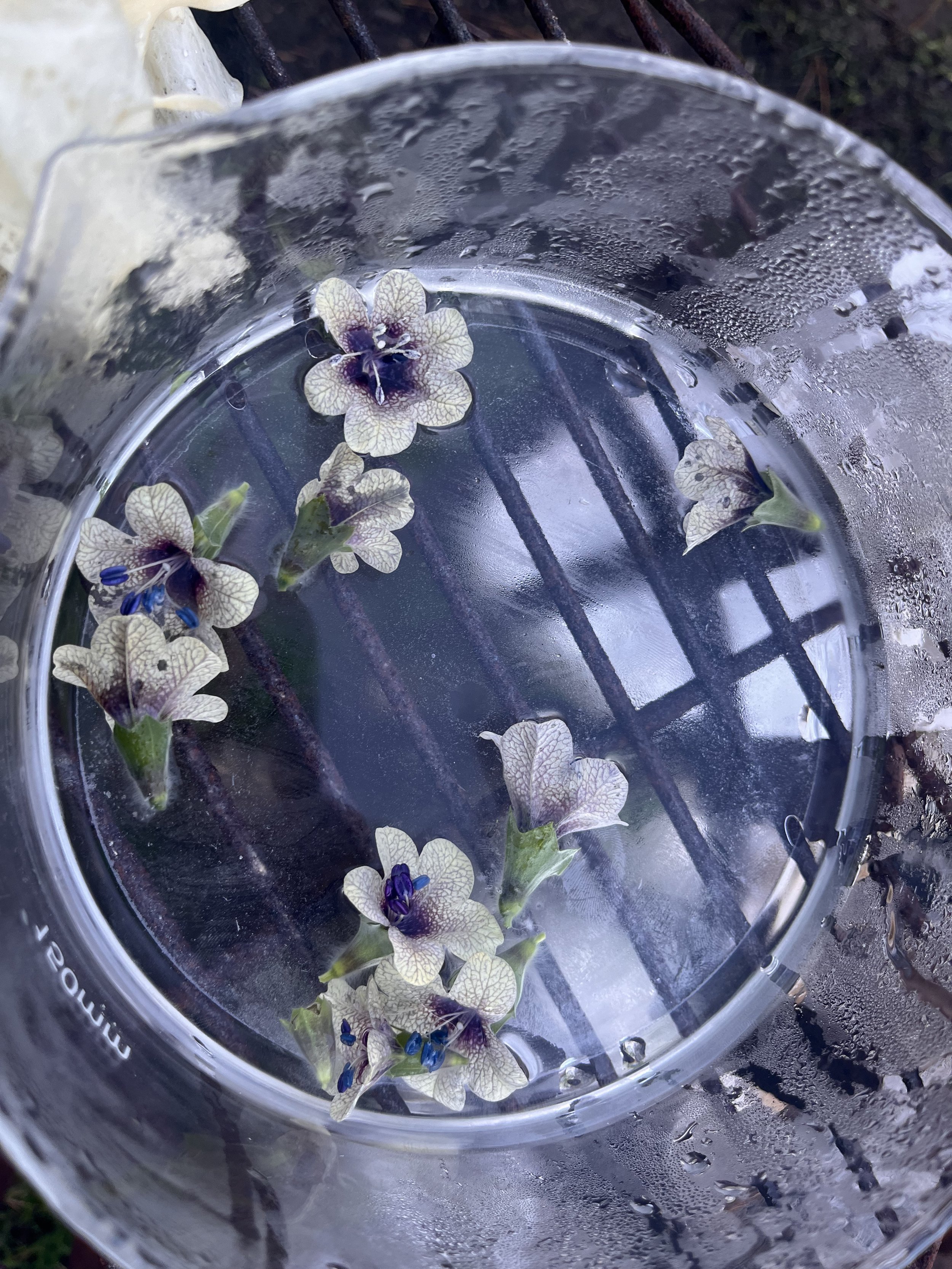 henbane_FE_WS241.jpeg