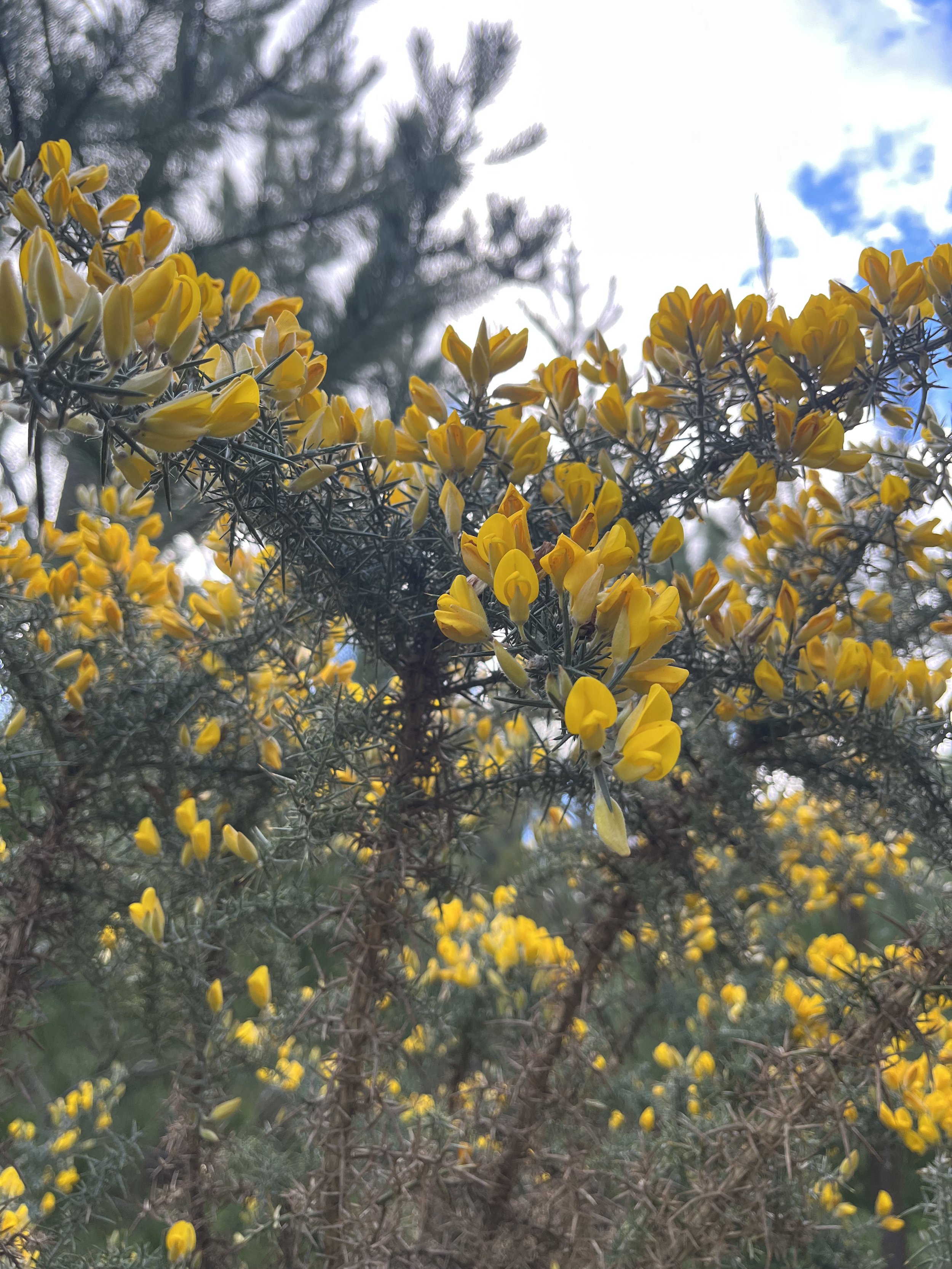 Gorse2.jpeg