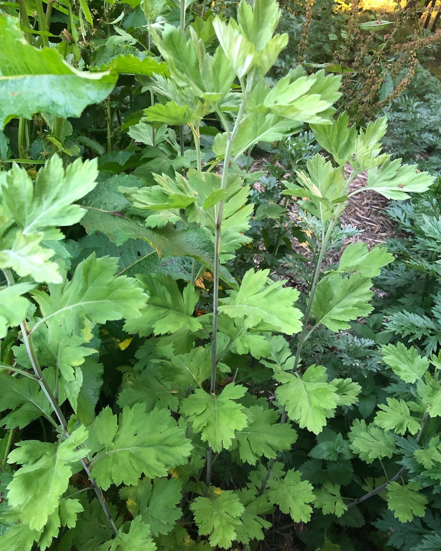 Yomogi (Japanese Mugwort) Seeds