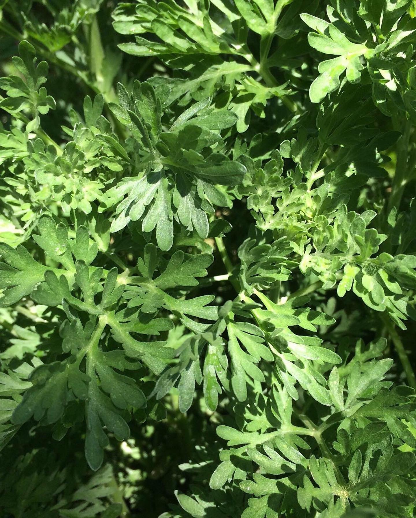 Wormwood Seeds