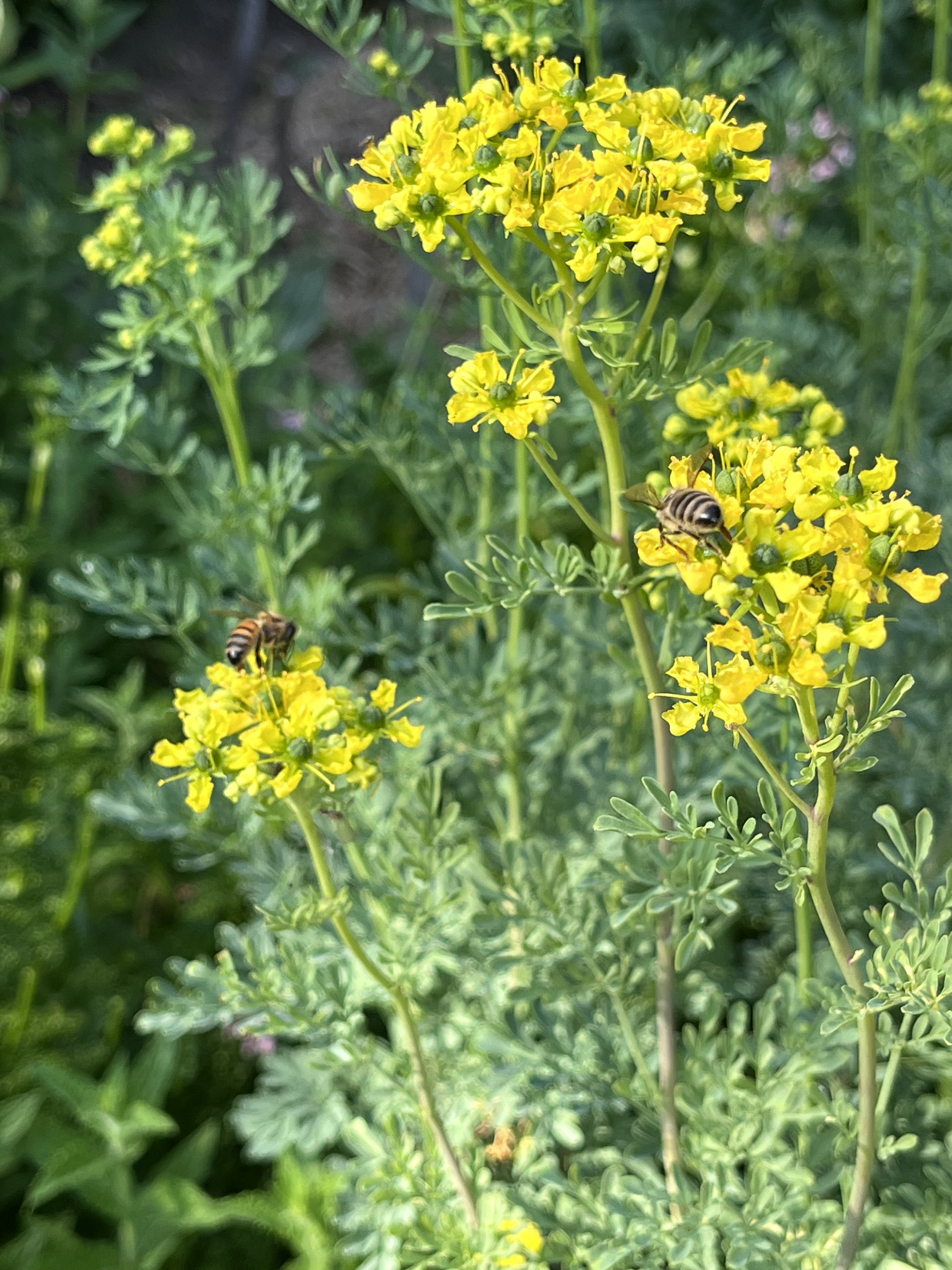 Rue Seeds