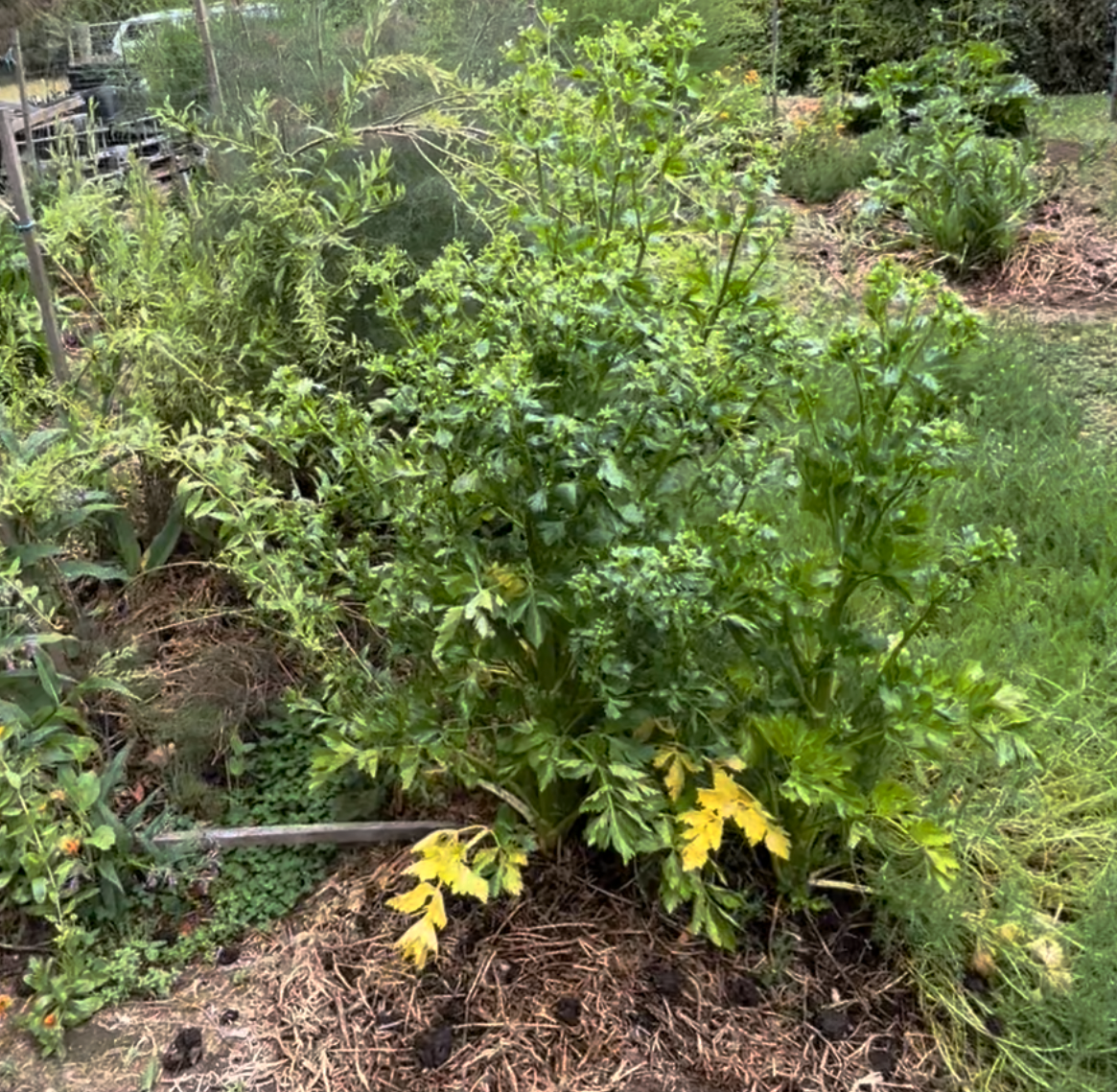 Celery (Tall Utah) Seeds