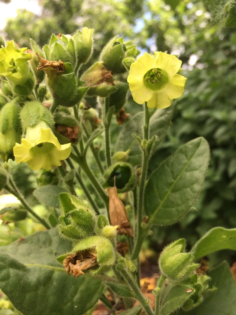 new tobacco laws california Tobacco use in California 2021