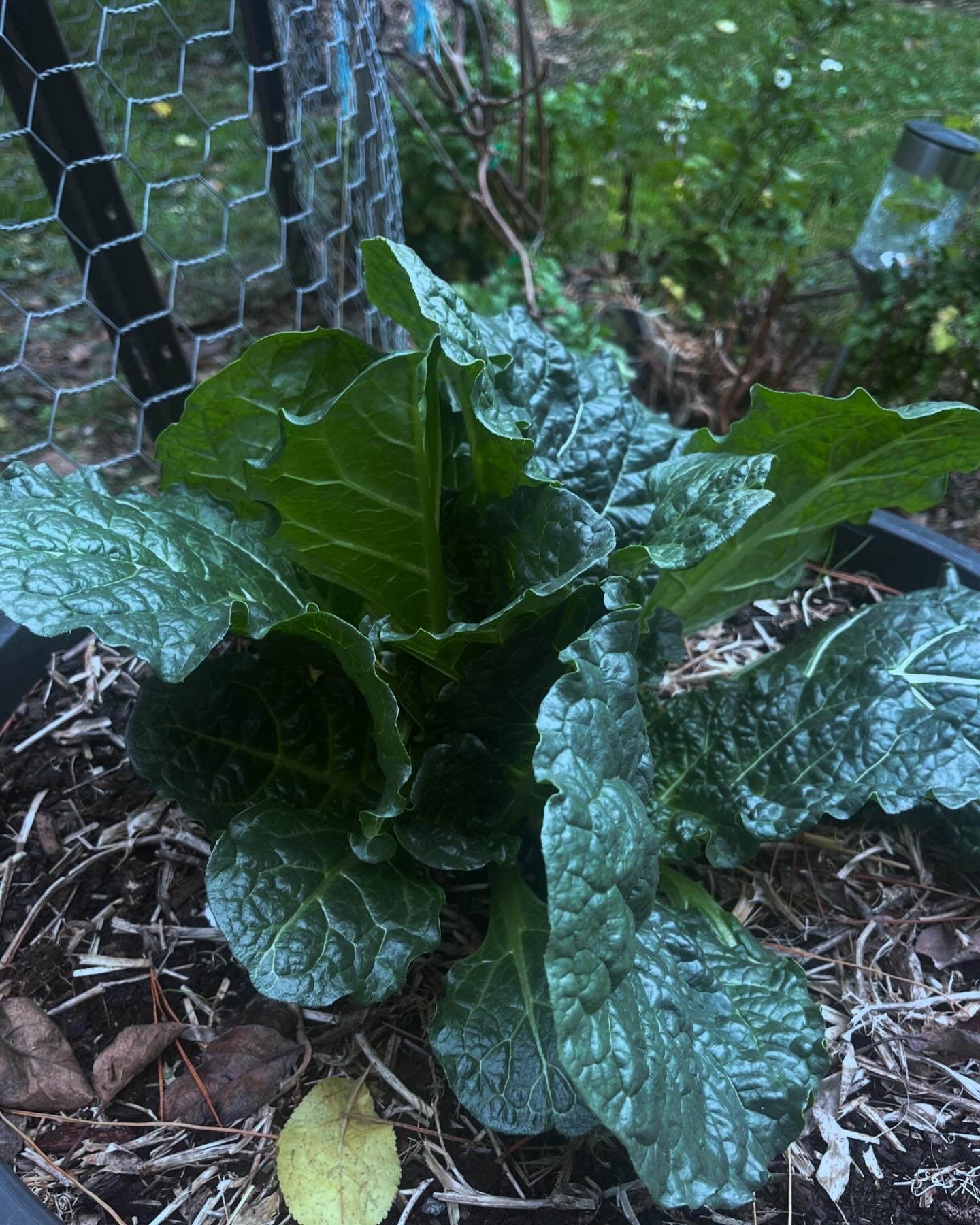 mandrake_3.jpg