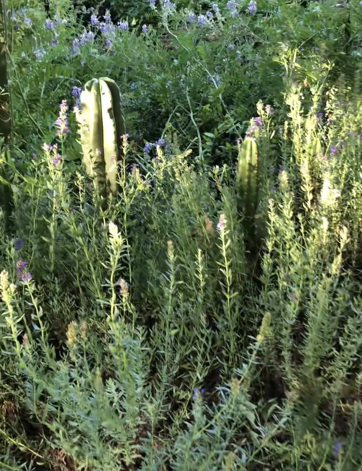 hyssop2.jpg