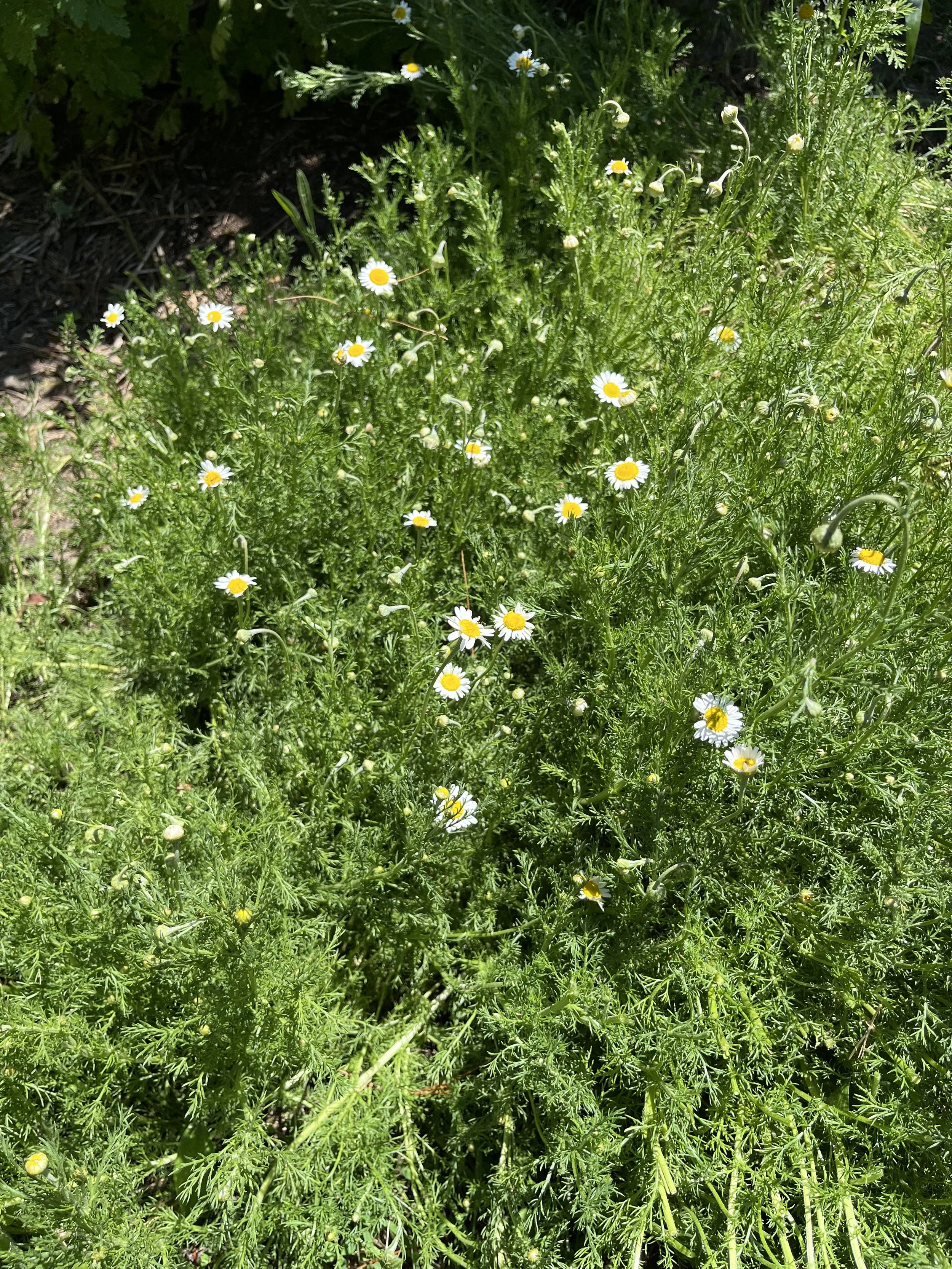 Roman Chamomile_2.jpeg