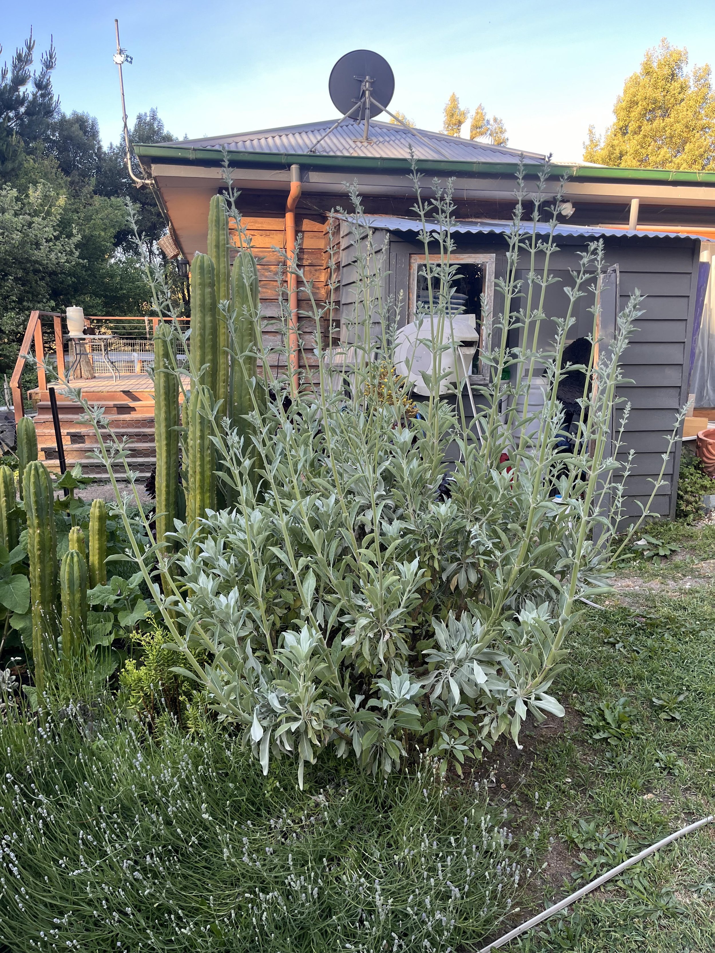 white sage_2024.jpg