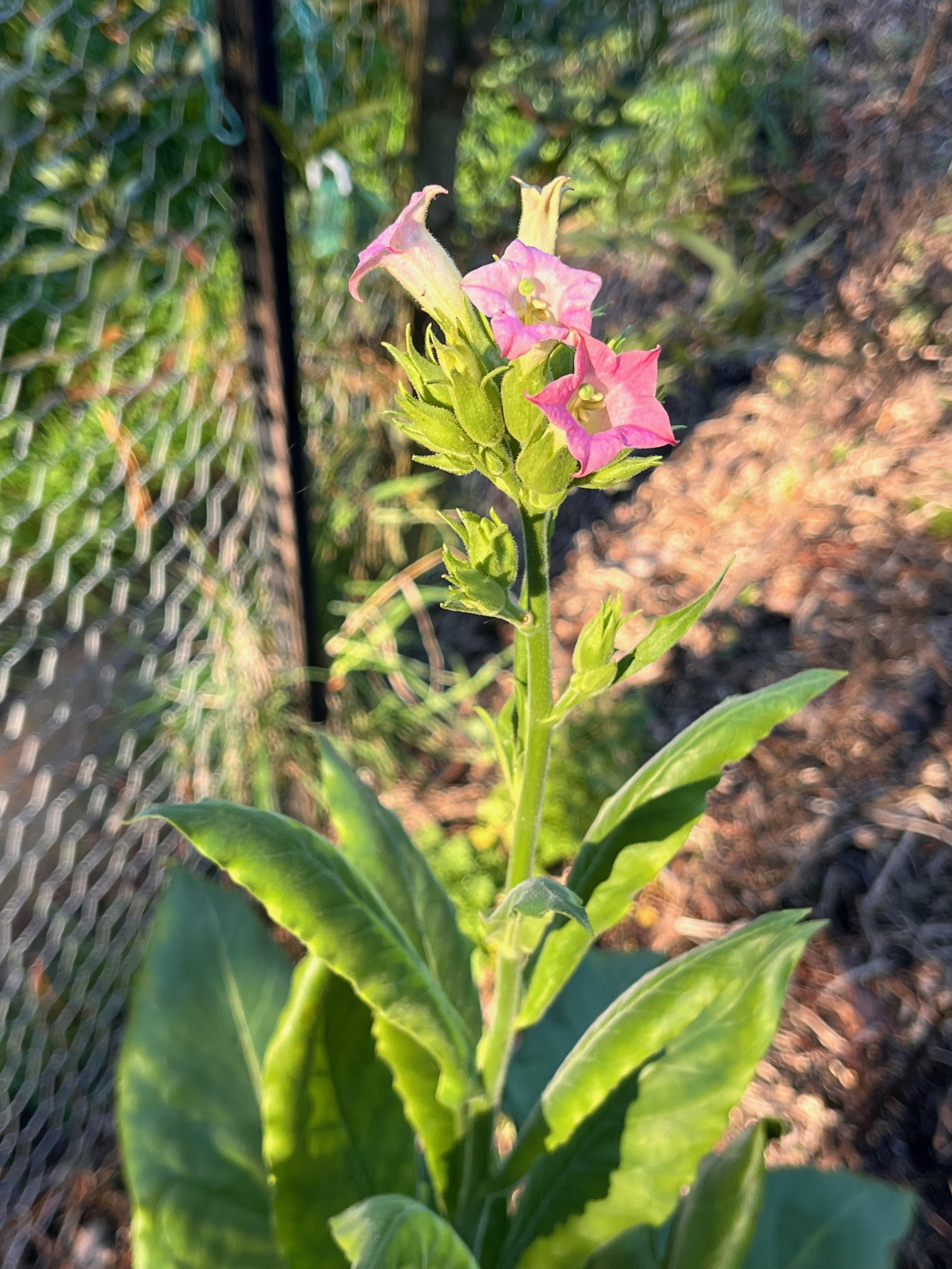virginia smoking tobacco.jpeg
