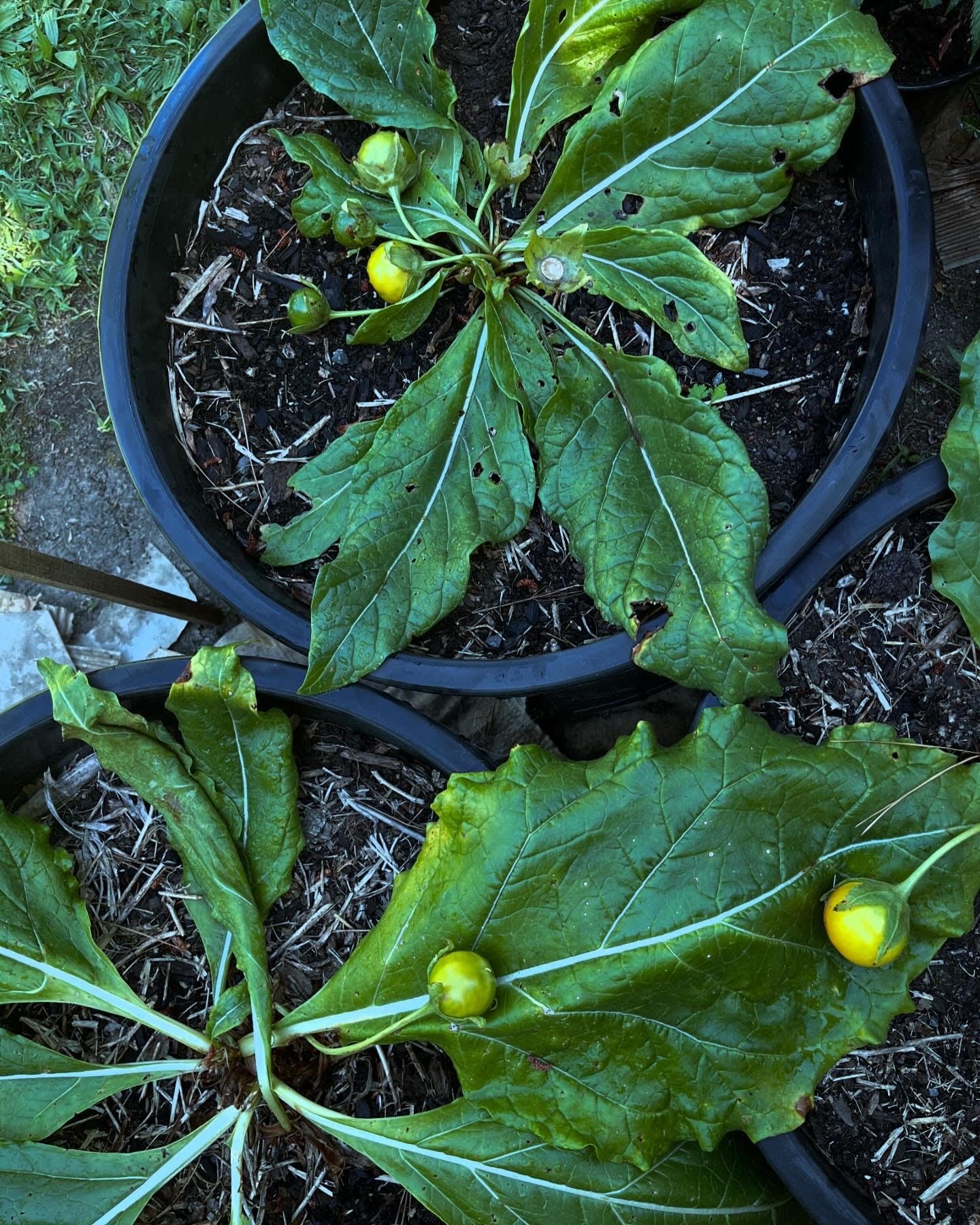 mandrake_2.jpg