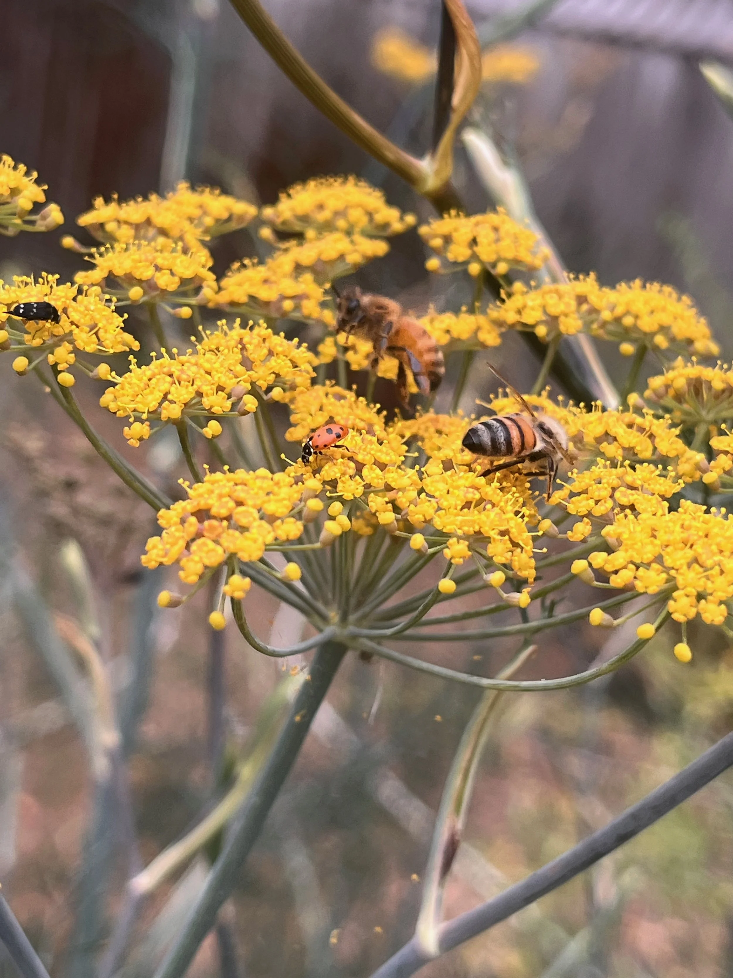 fennel_flower_insects.jpeg