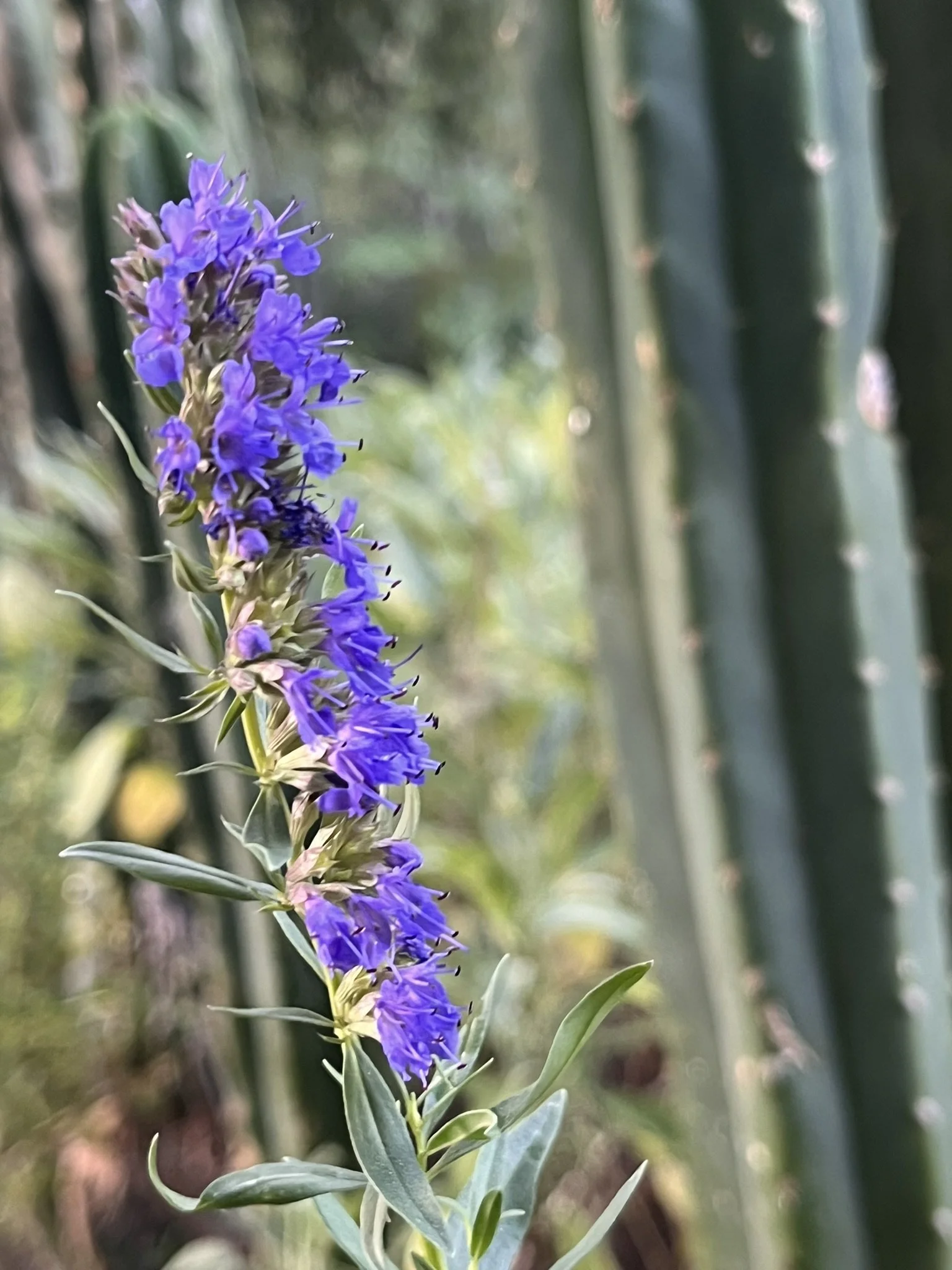 hyssop2.JPEG