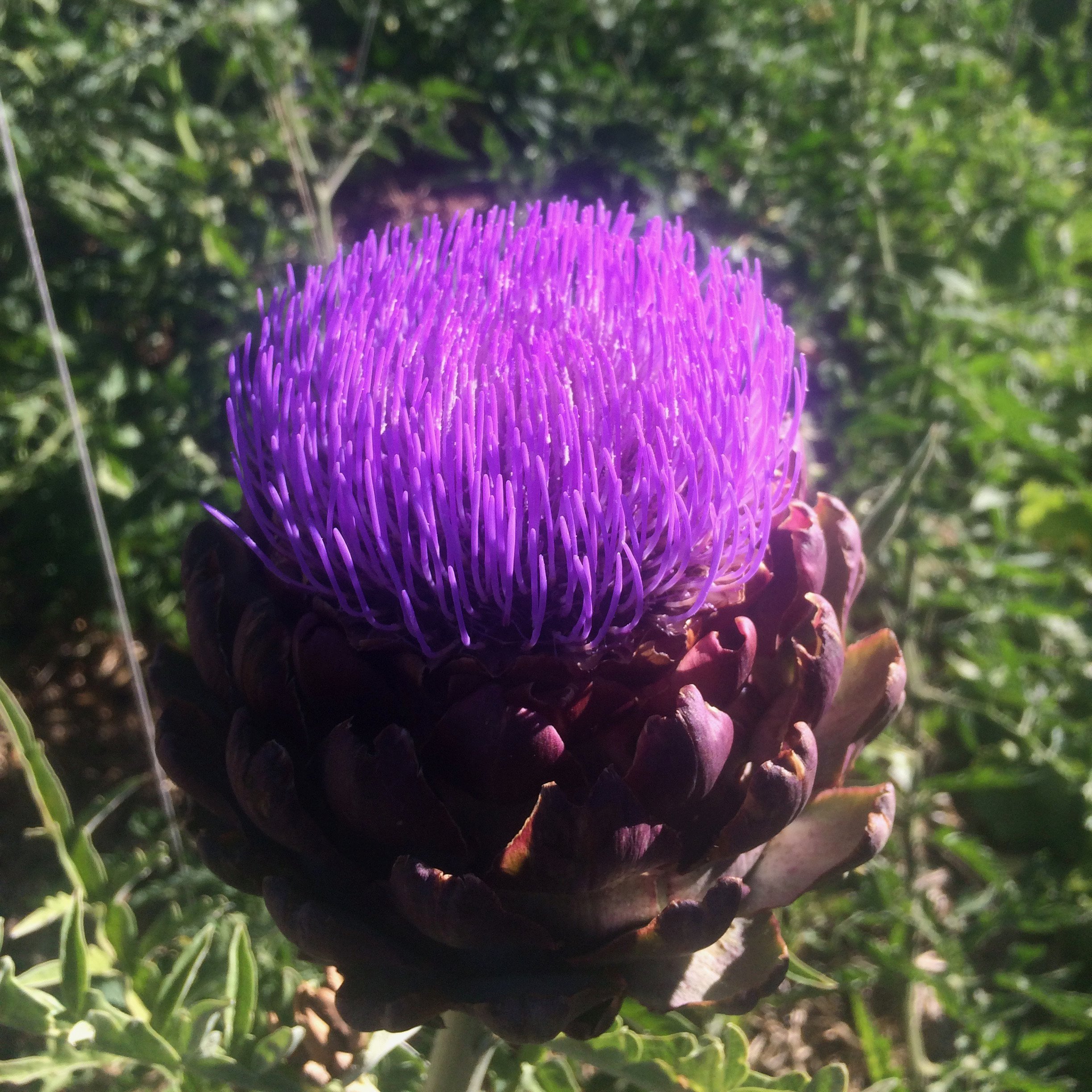 Globe Artichoke Seeds