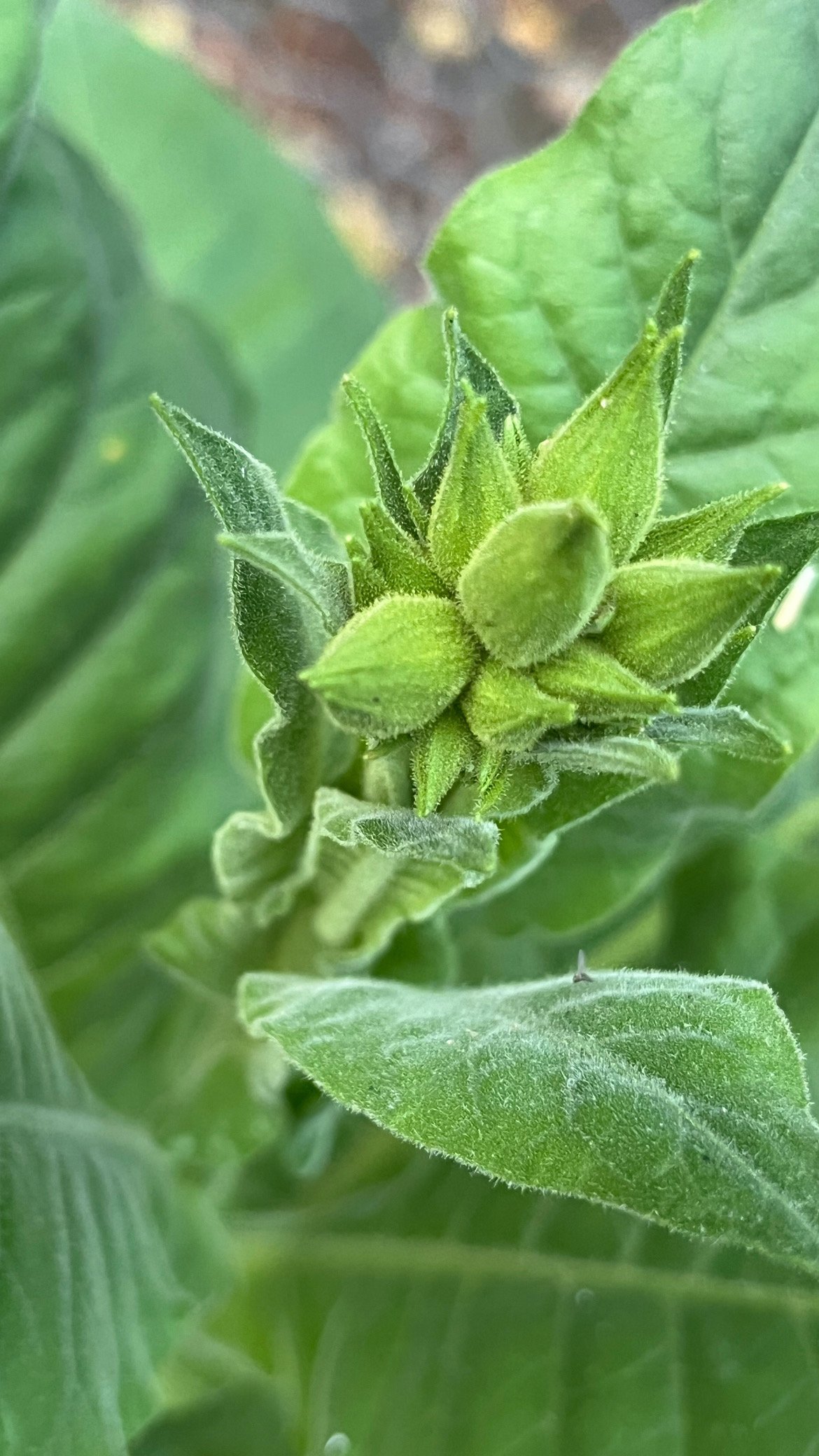 nicotiana tabacum.jpeg