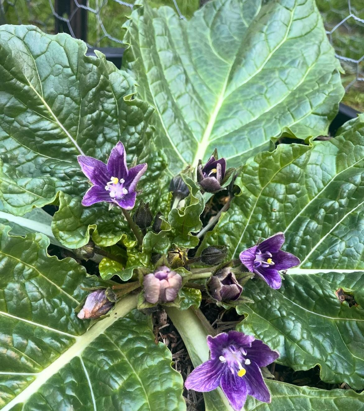 mandrake_5.jpg
