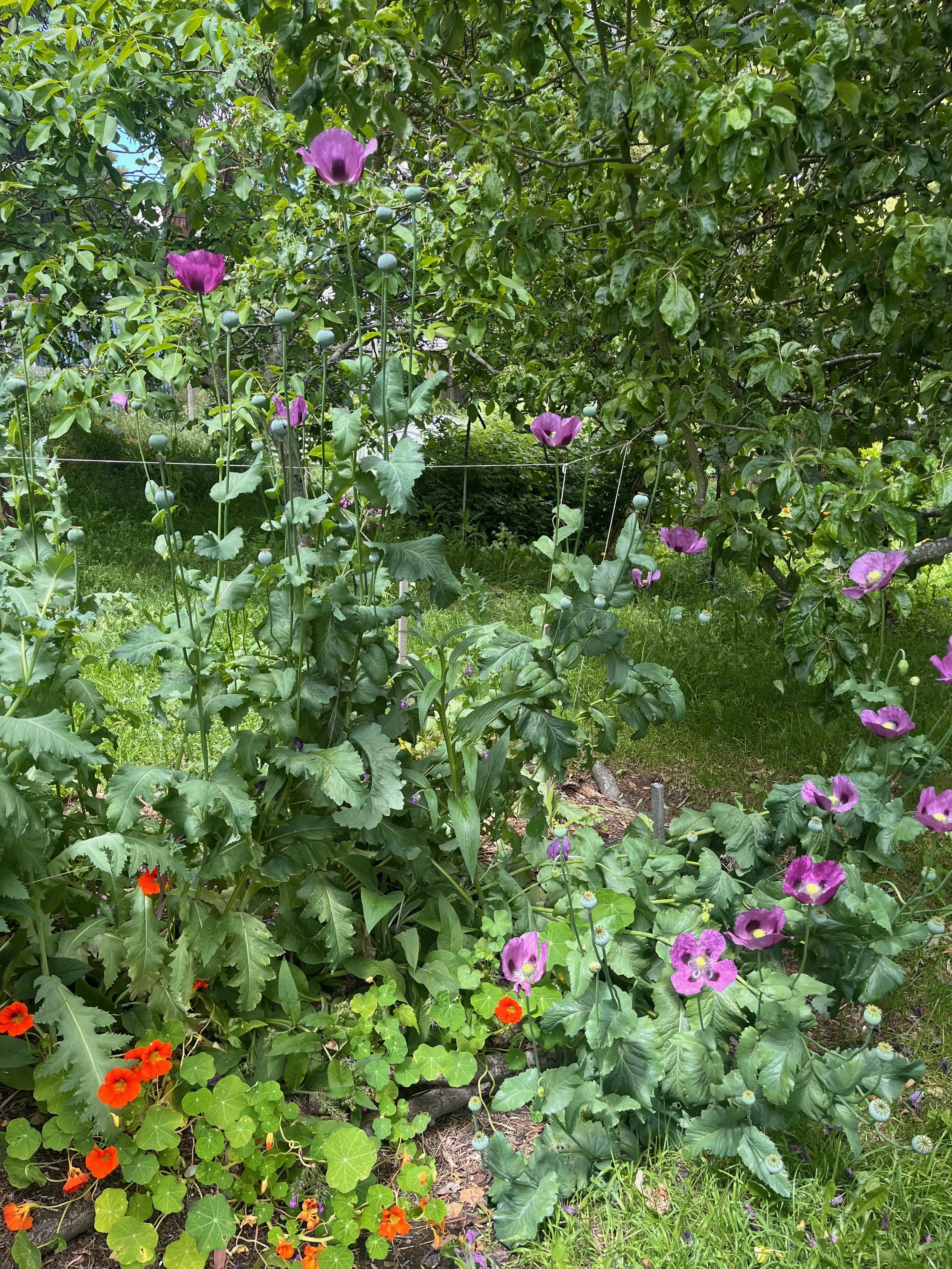 poppy_oregon purple.jpeg