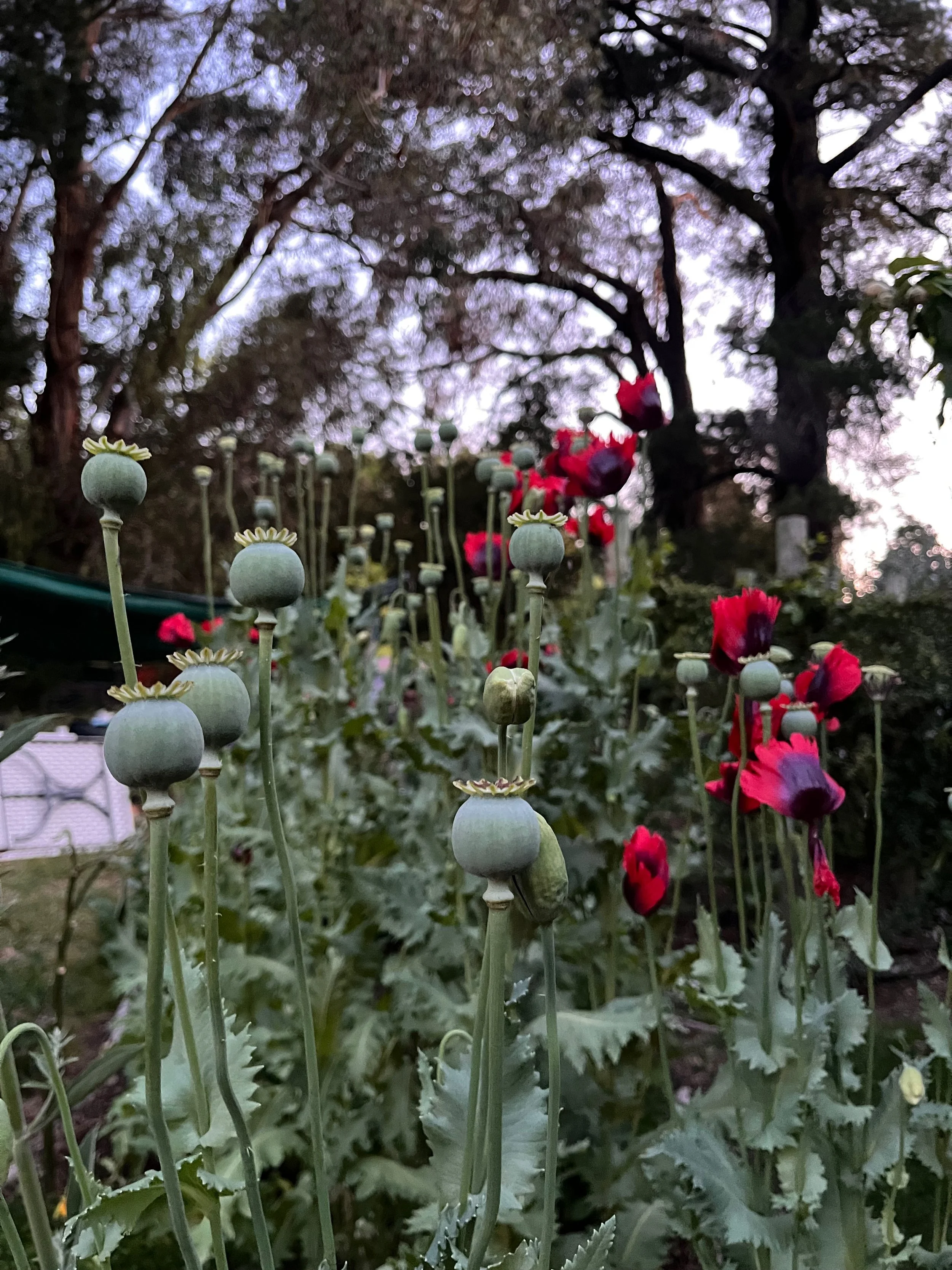 turkish red poppy.jpeg