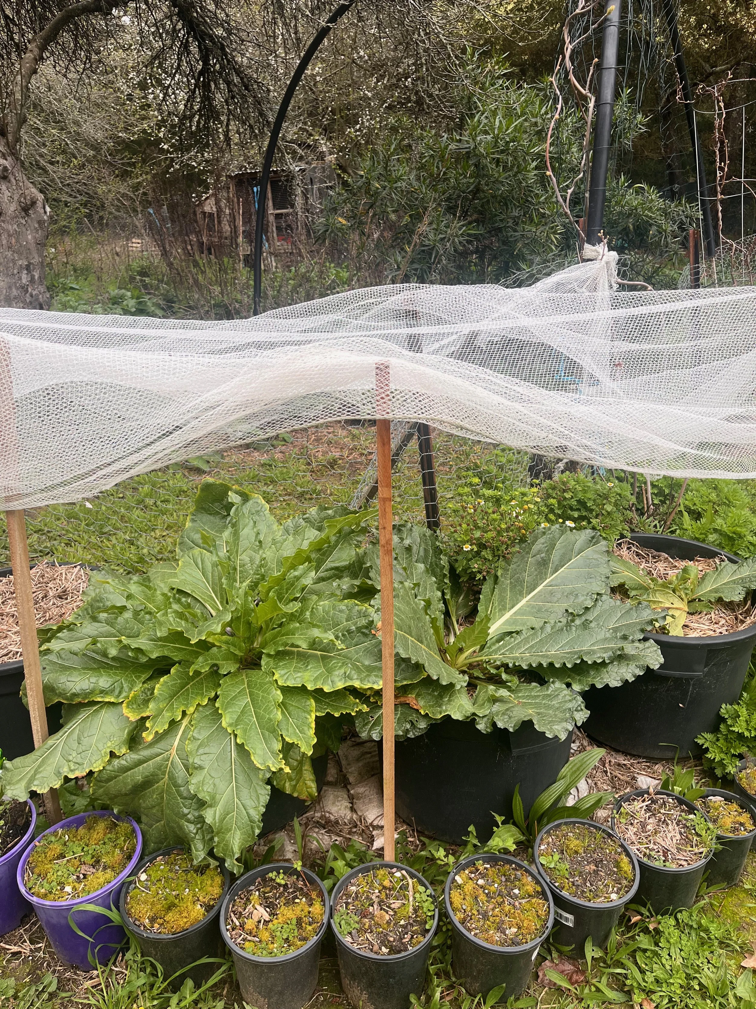 mandragora officinarum.jpeg