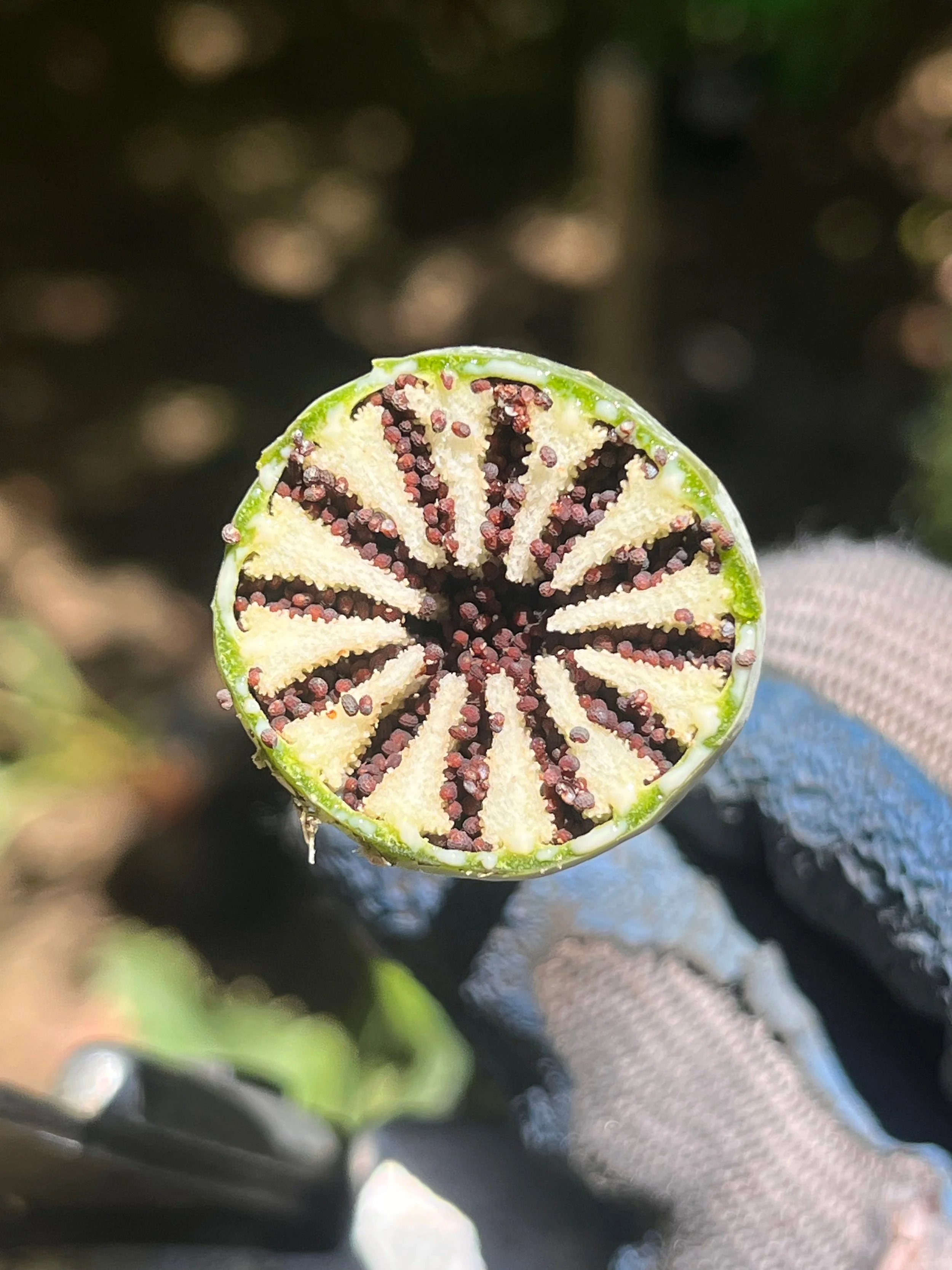 poppy_cross section.jpeg