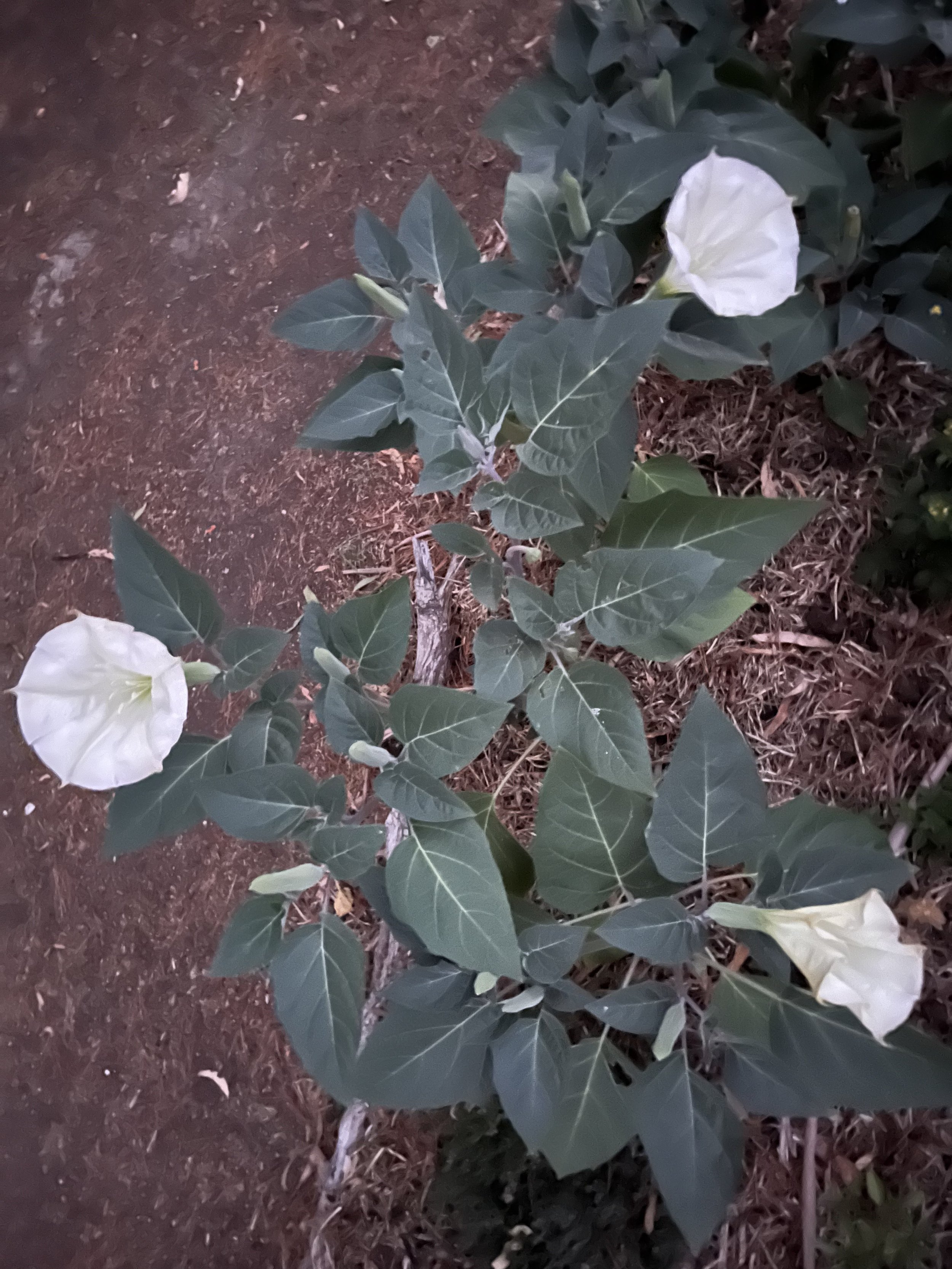 IMG_8882.jpeg