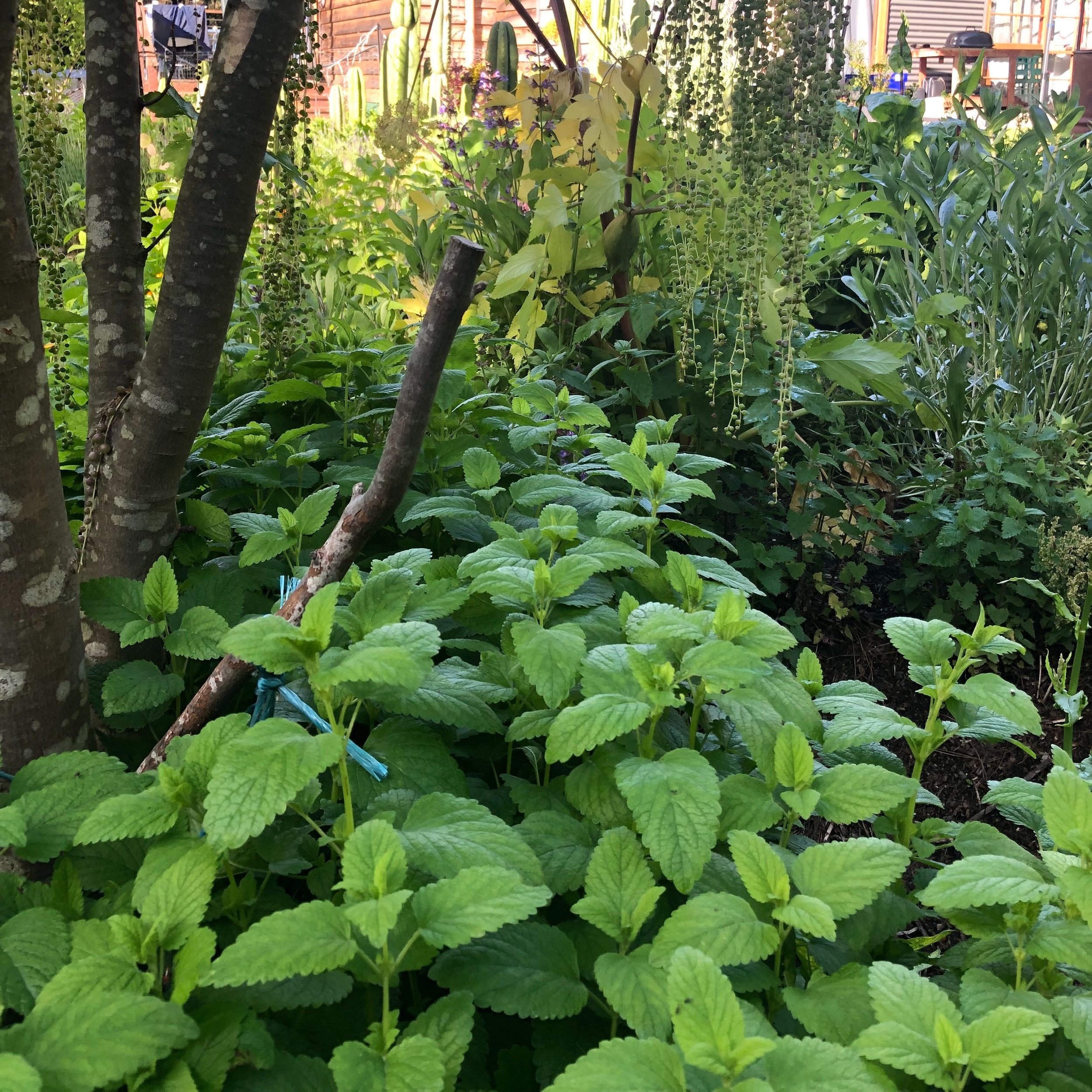 Lemon Balm Seeds