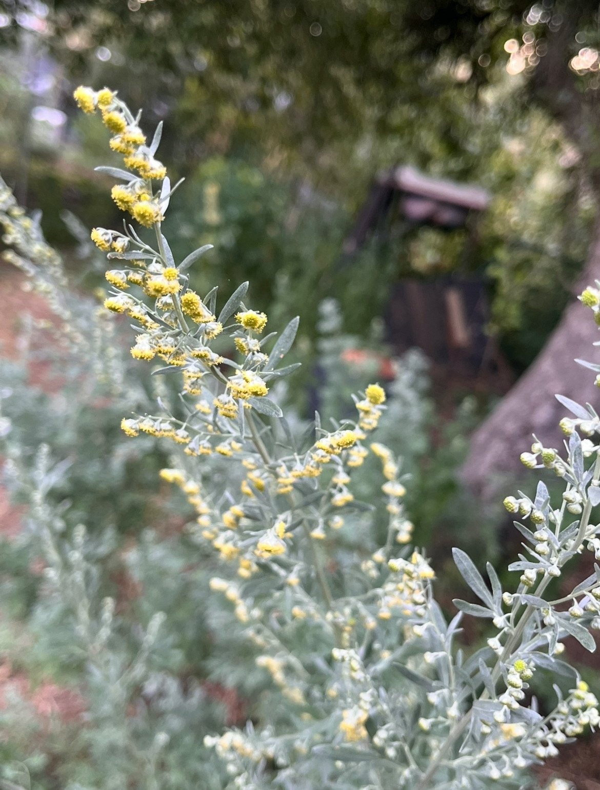 wormwood_flowering.jpeg