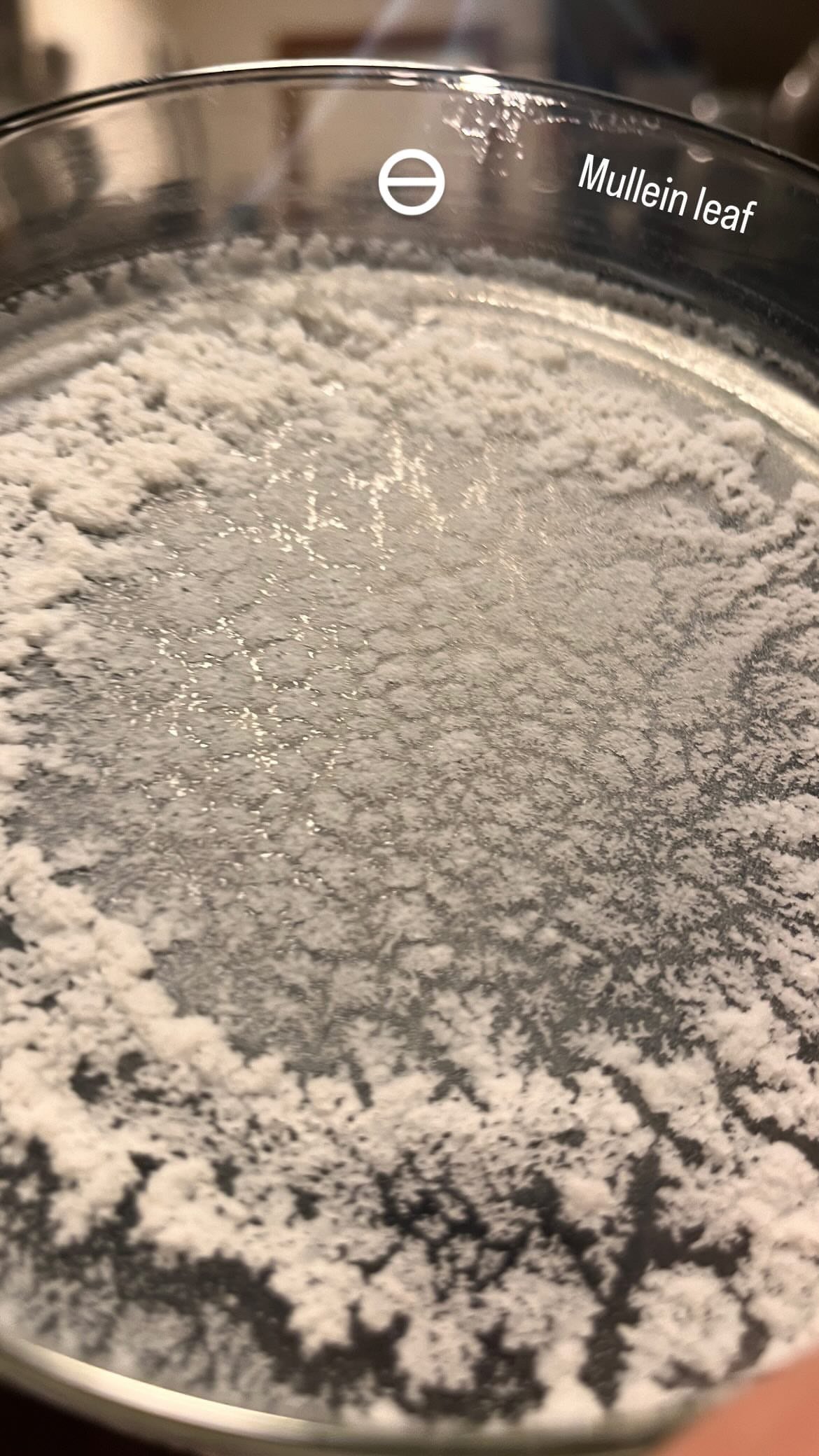 mulleinleafsalt.JPEG