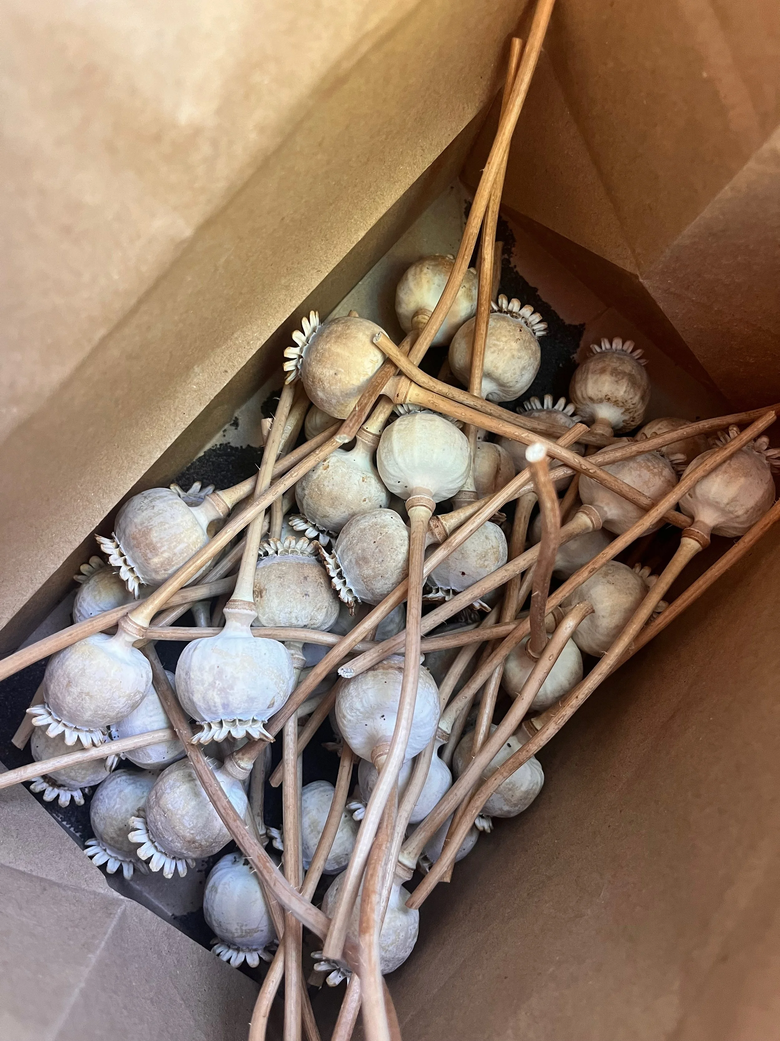 purple poppy pods and seeds.jpeg