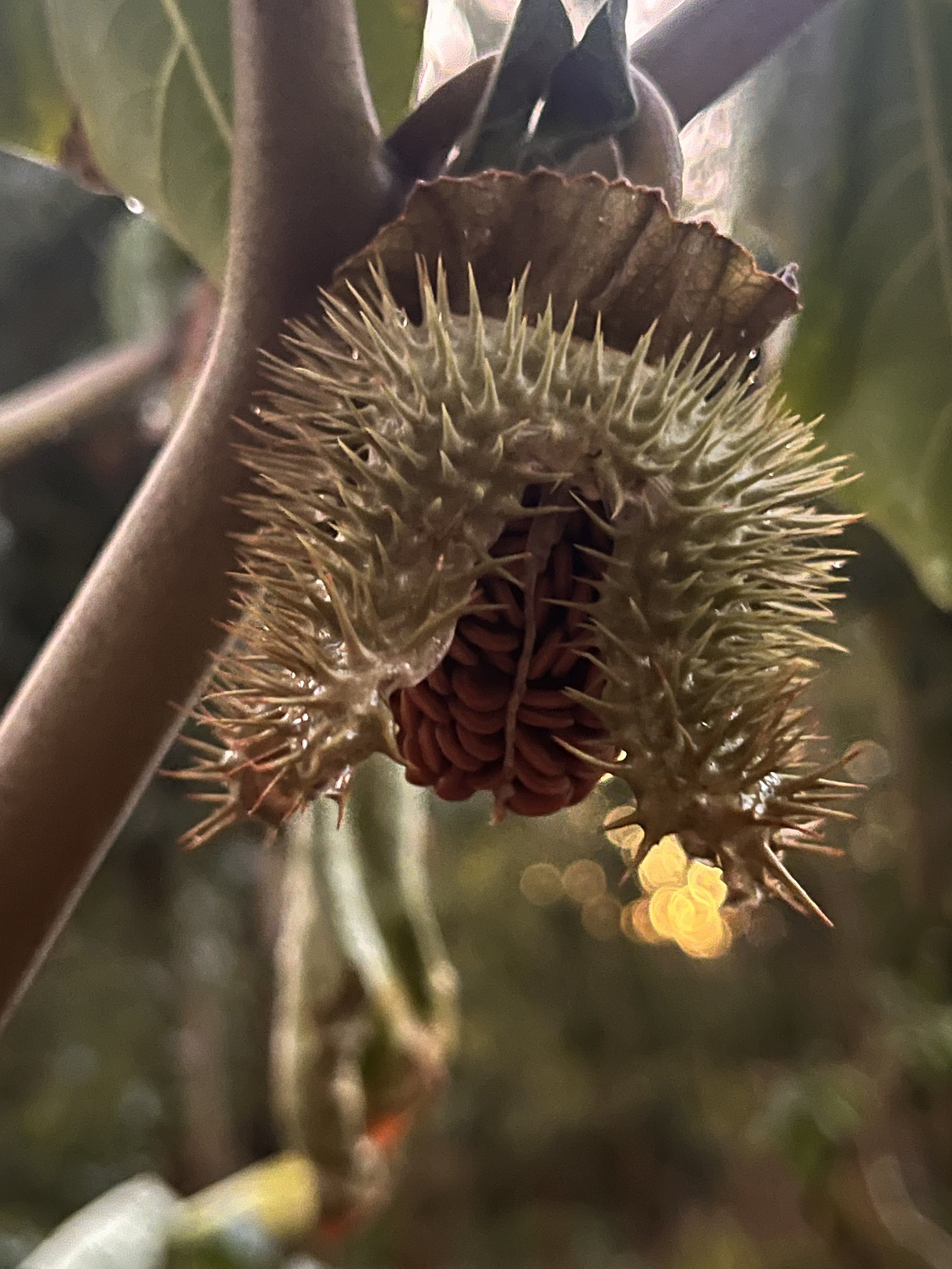 Datura Seeds