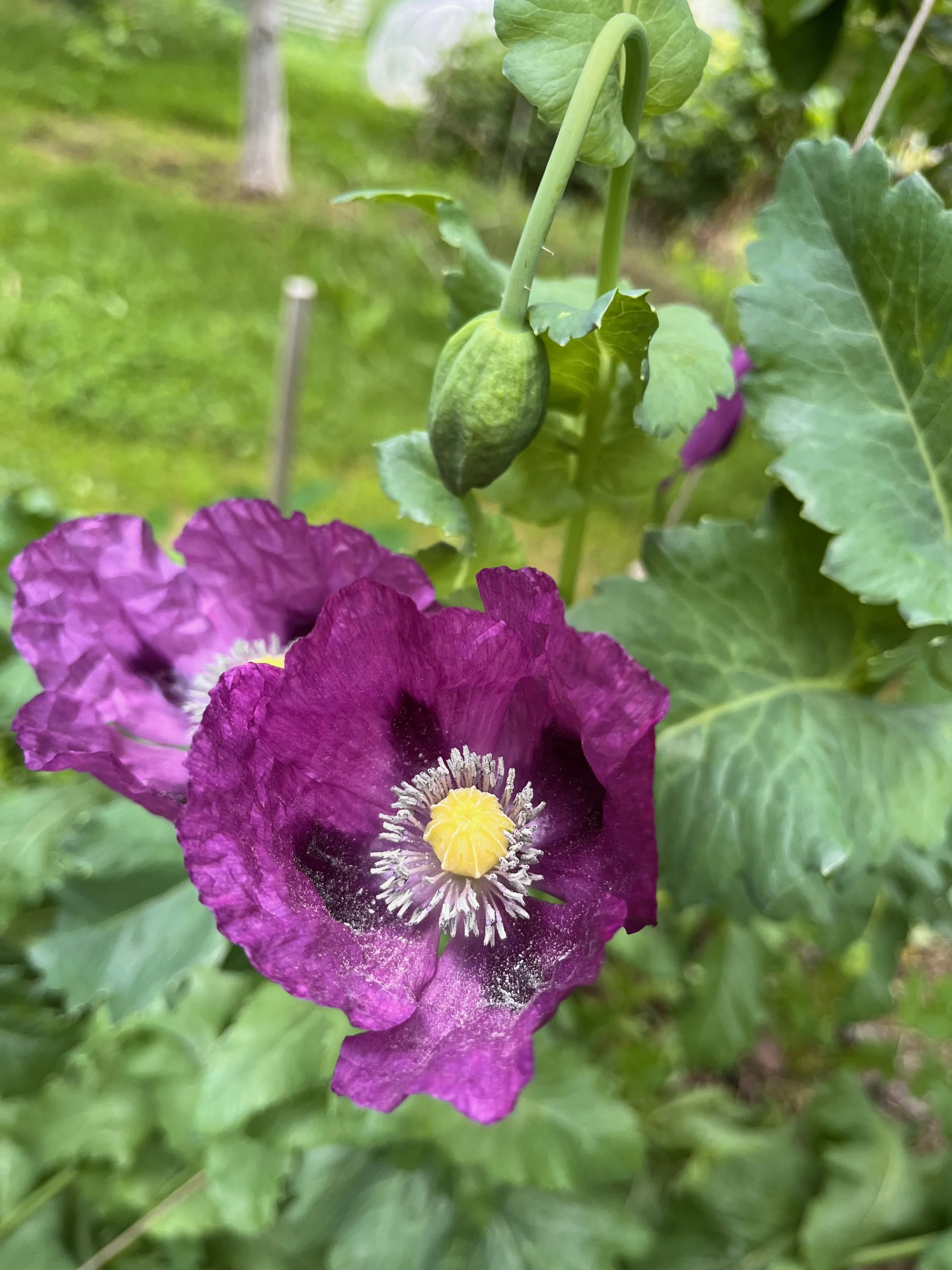 oregon purple poppy.jpeg