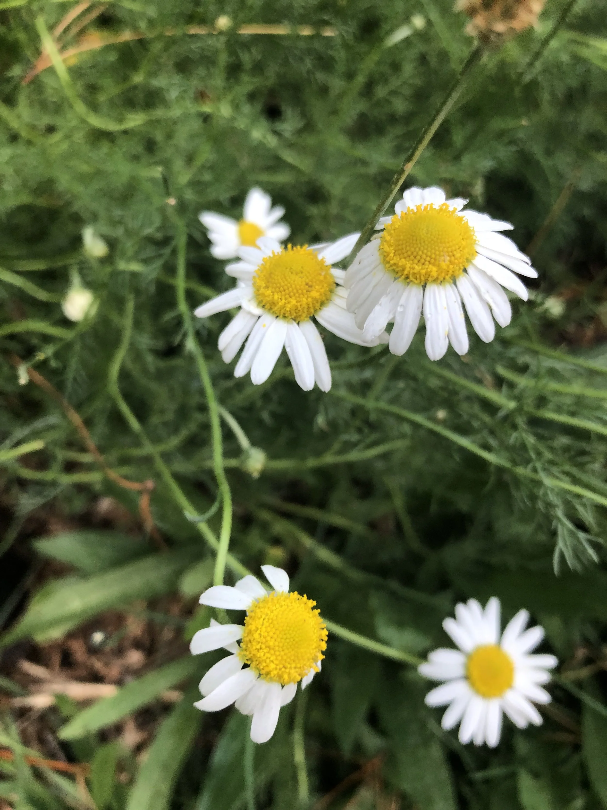 Chamomile (Roman) Spagyric Tincture