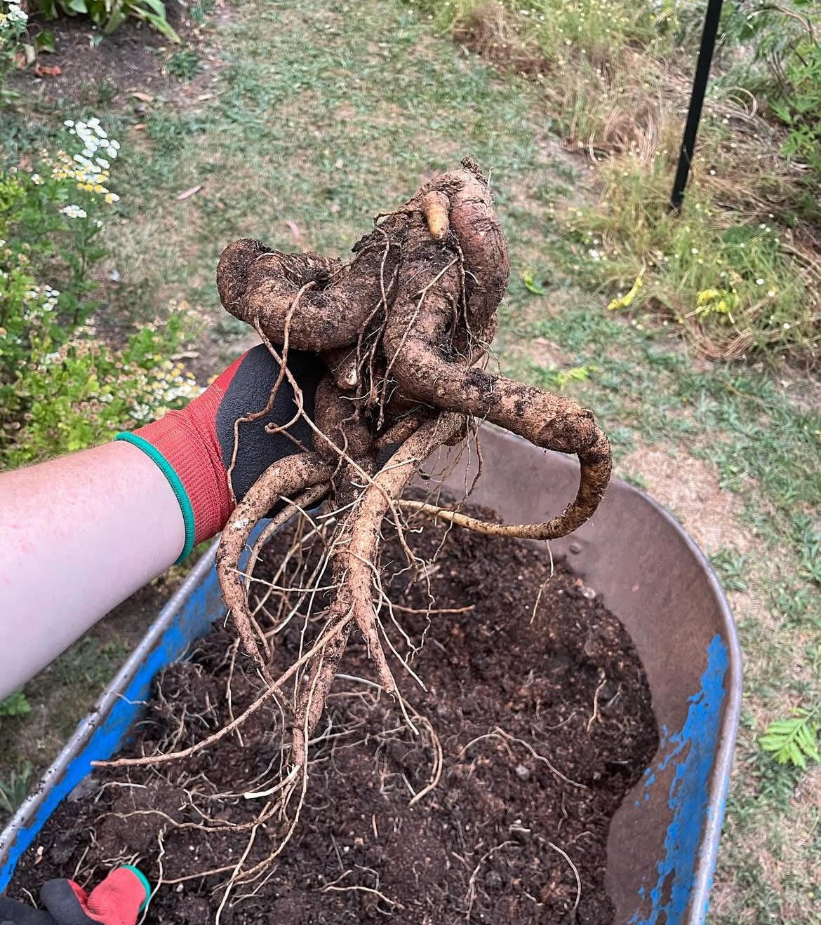 Mandrake Seeds