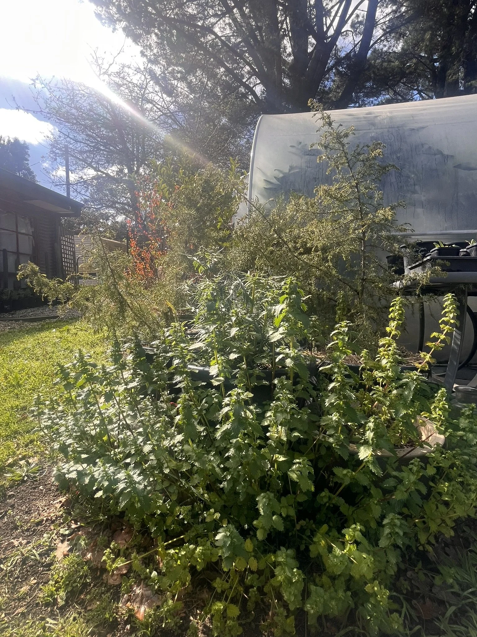 nettle1.JPEG