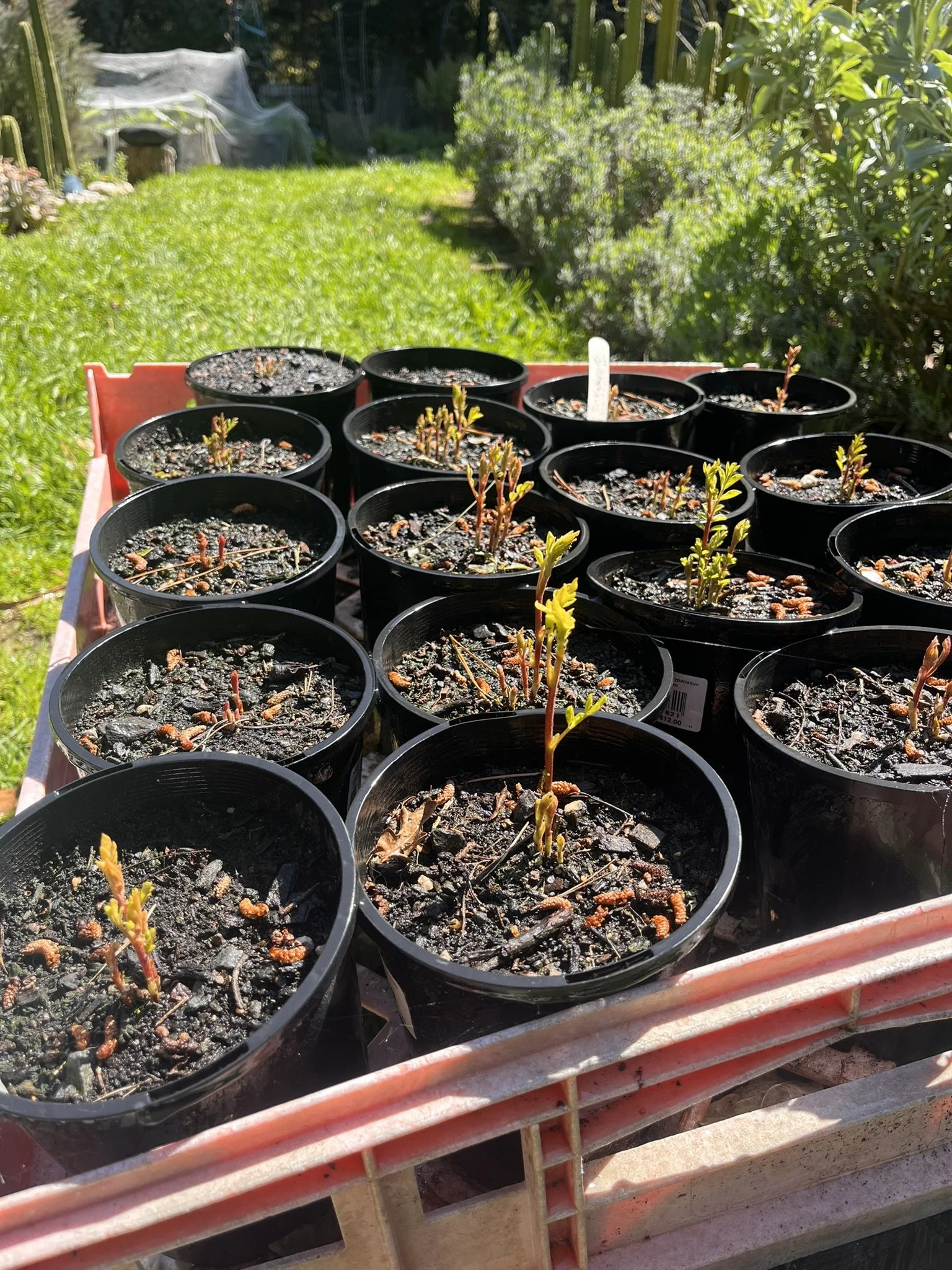 licorice seedlings.JPEG