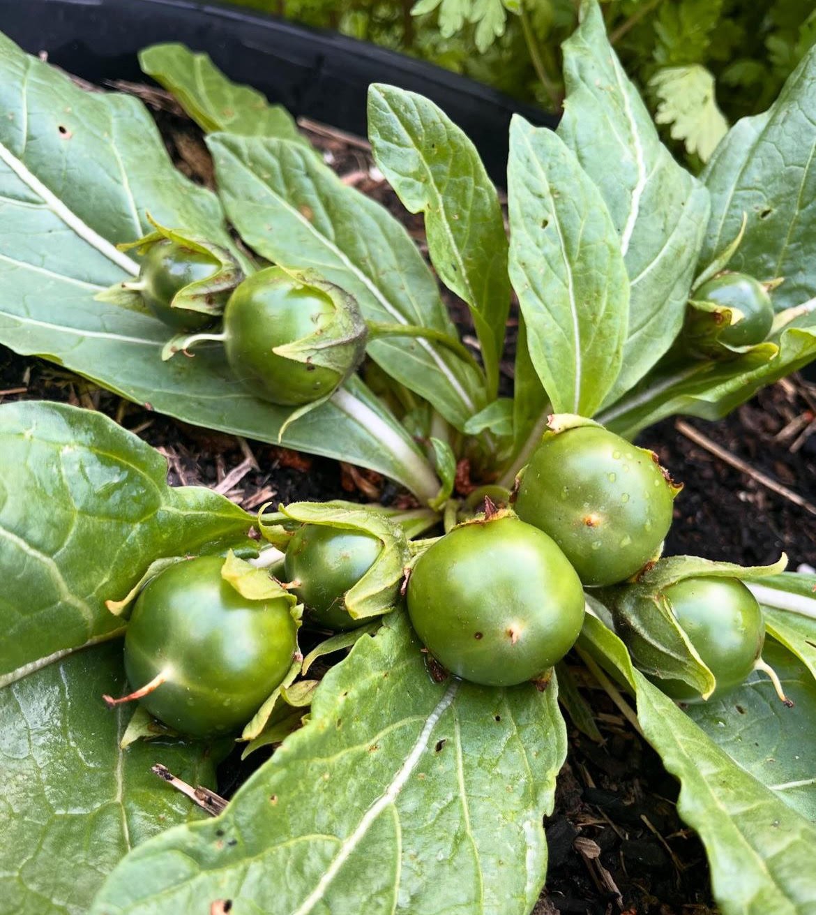 mandrake_6.jpg