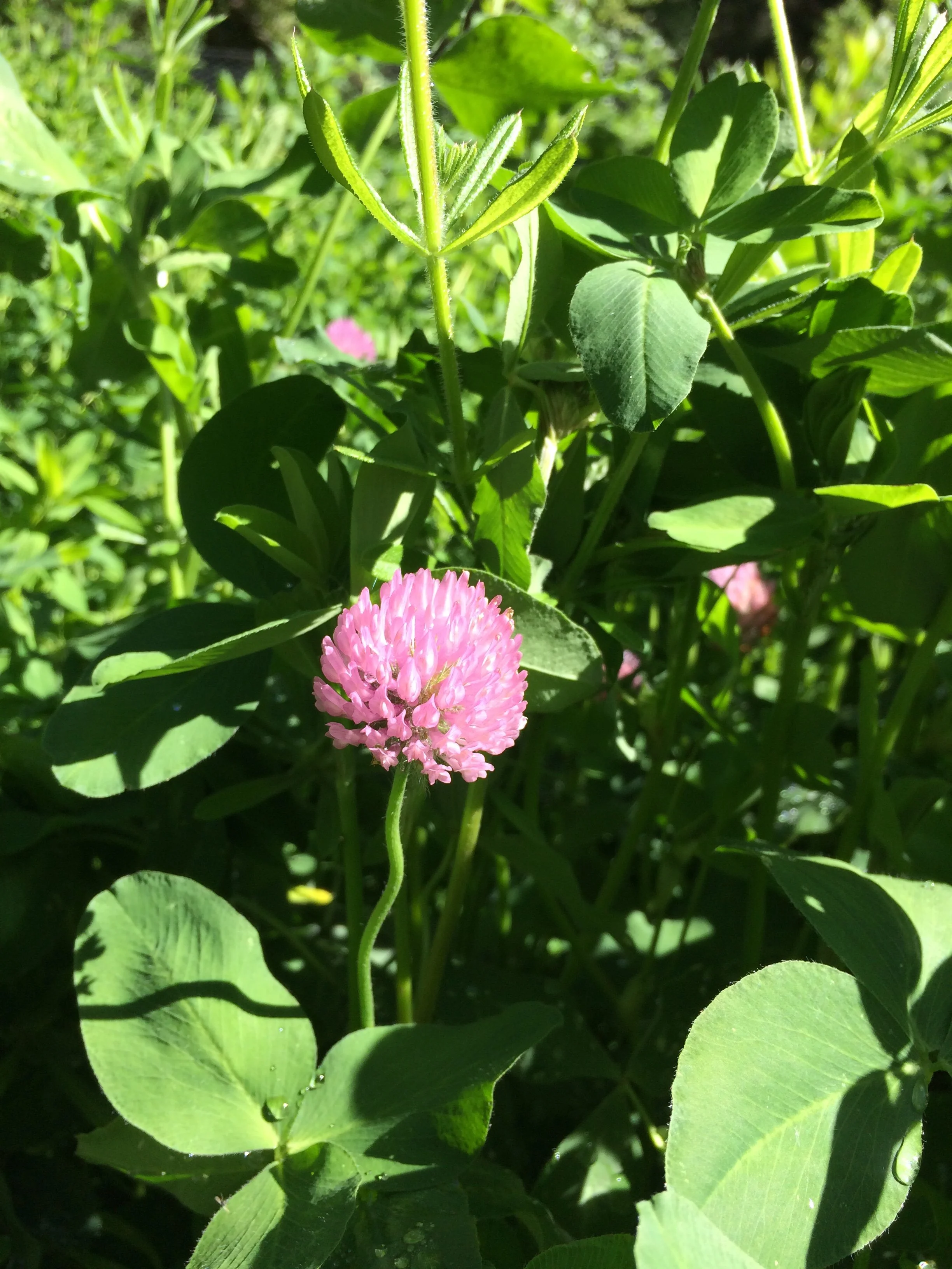 Red Clover Spagyric Tincture